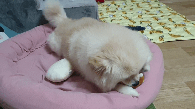 곤지암 단밤이 입양 후 3개월 이야기