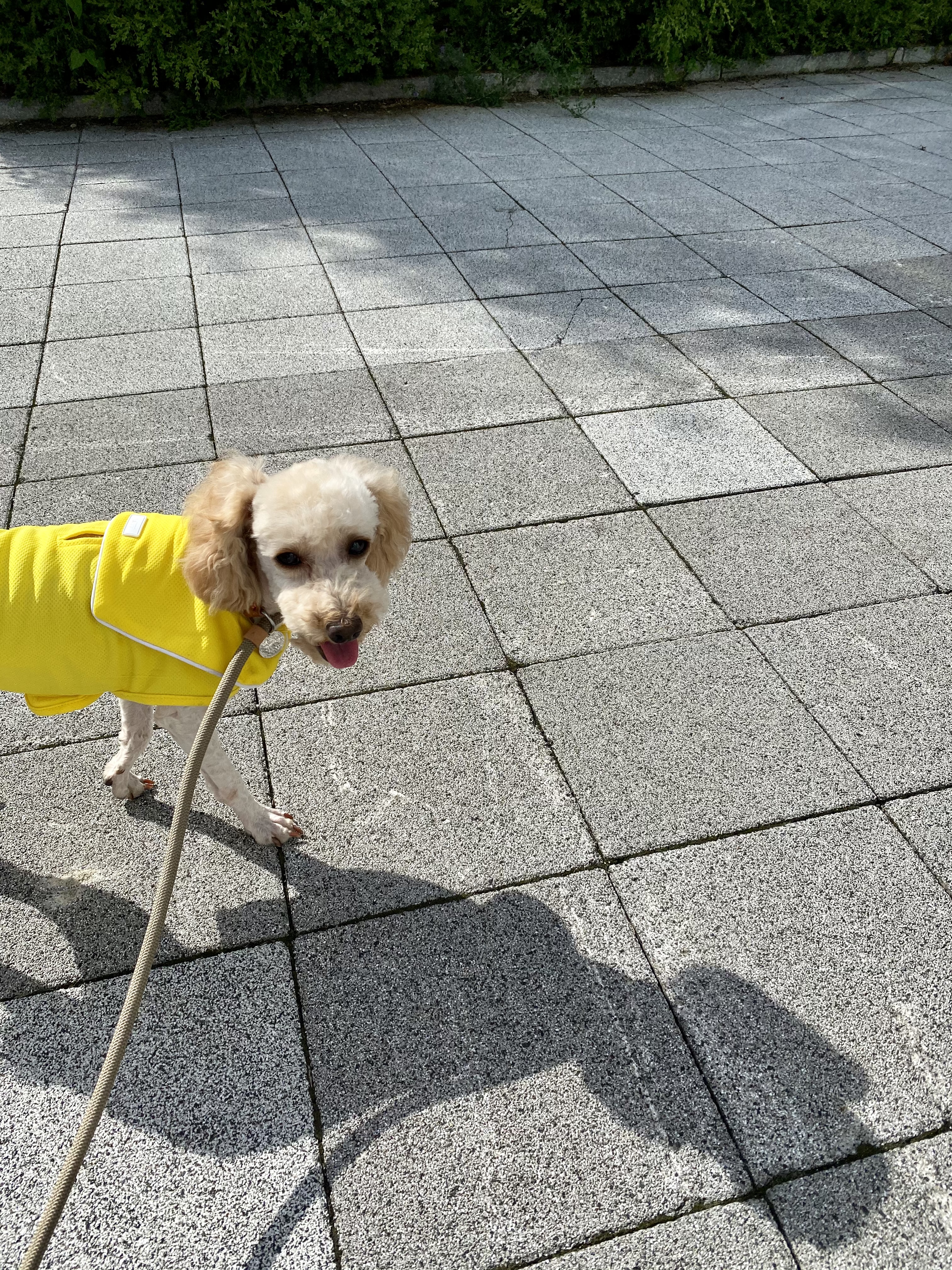 쿠크 입양후기 (3개월차)