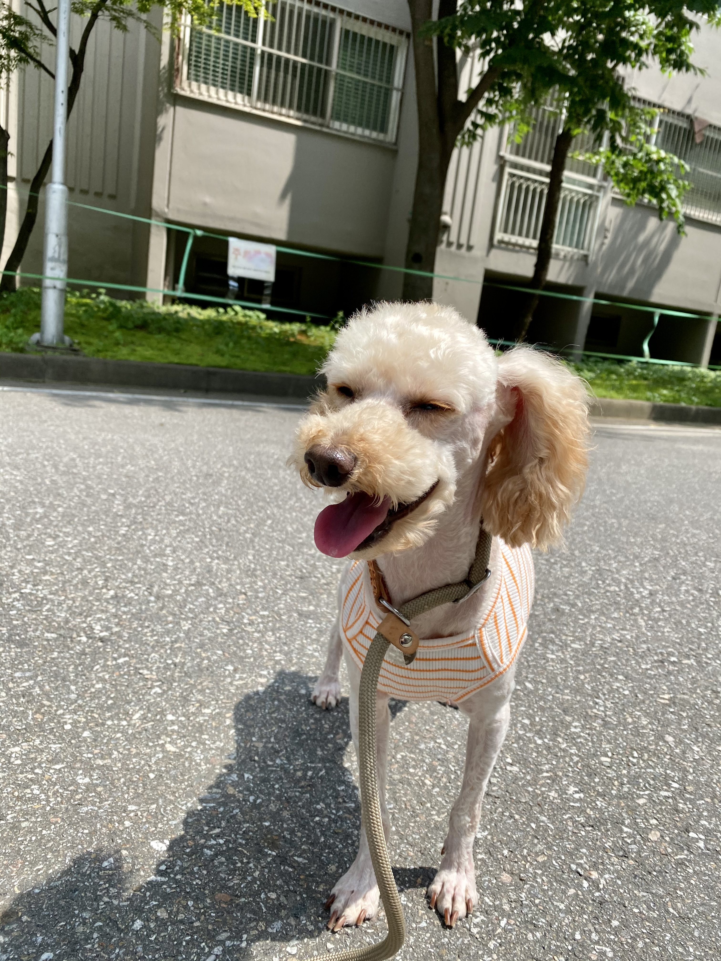 쿠크 입양후기 (3개월차)