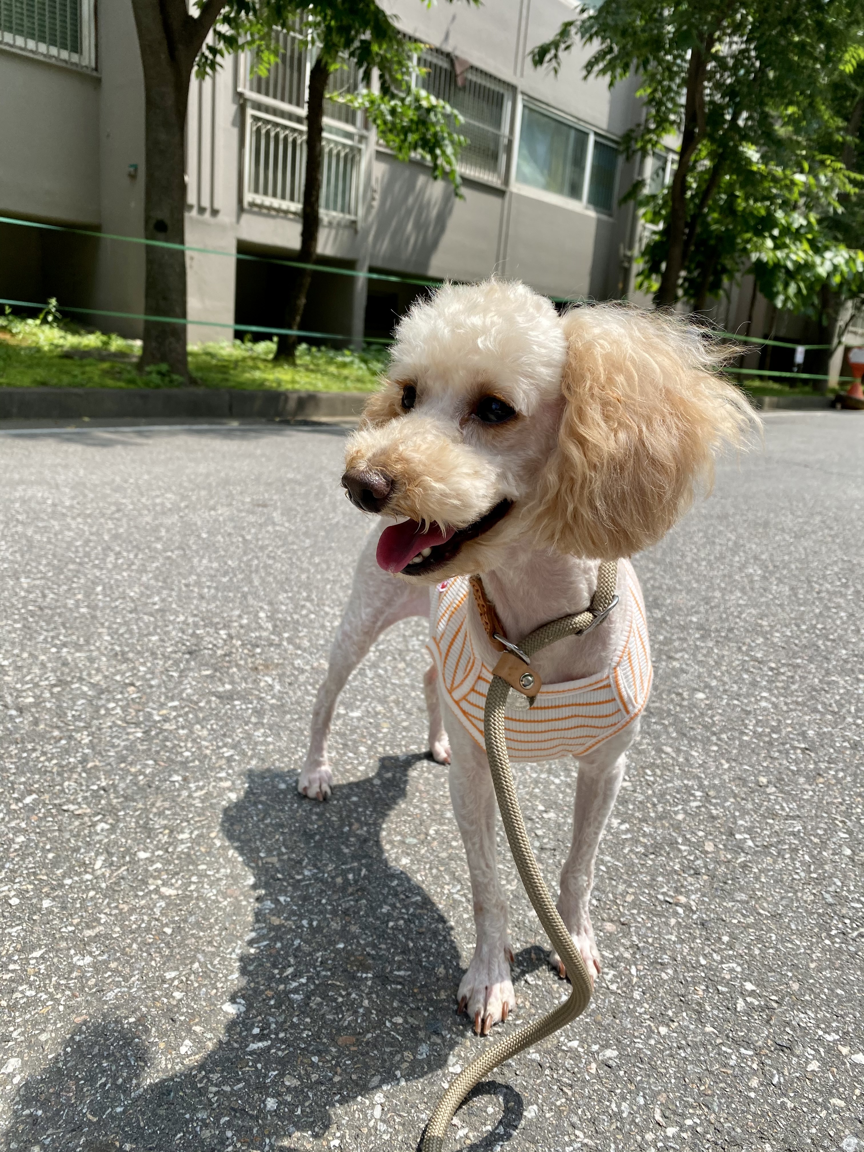 쿠크 입양후기 (3개월차)