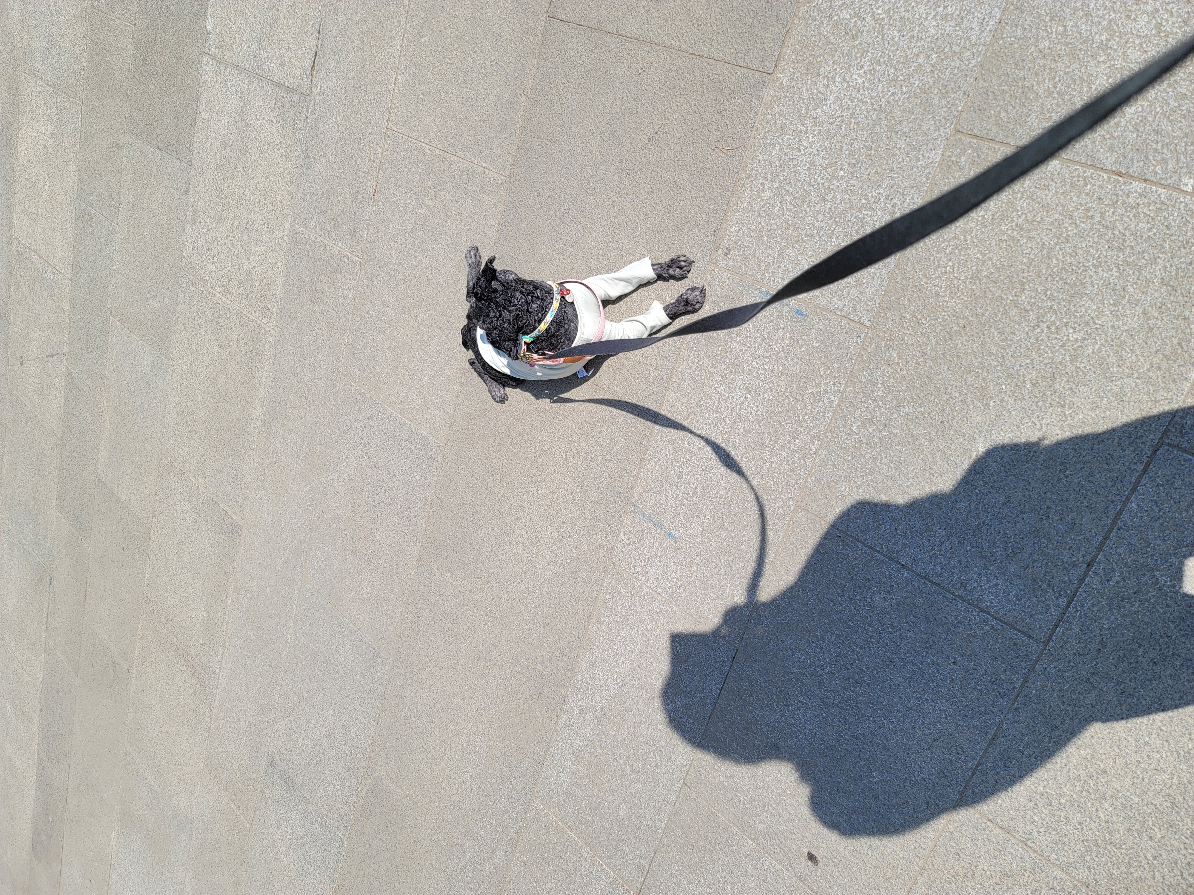 릴리(곤지암-12) 입양 3달차 후기