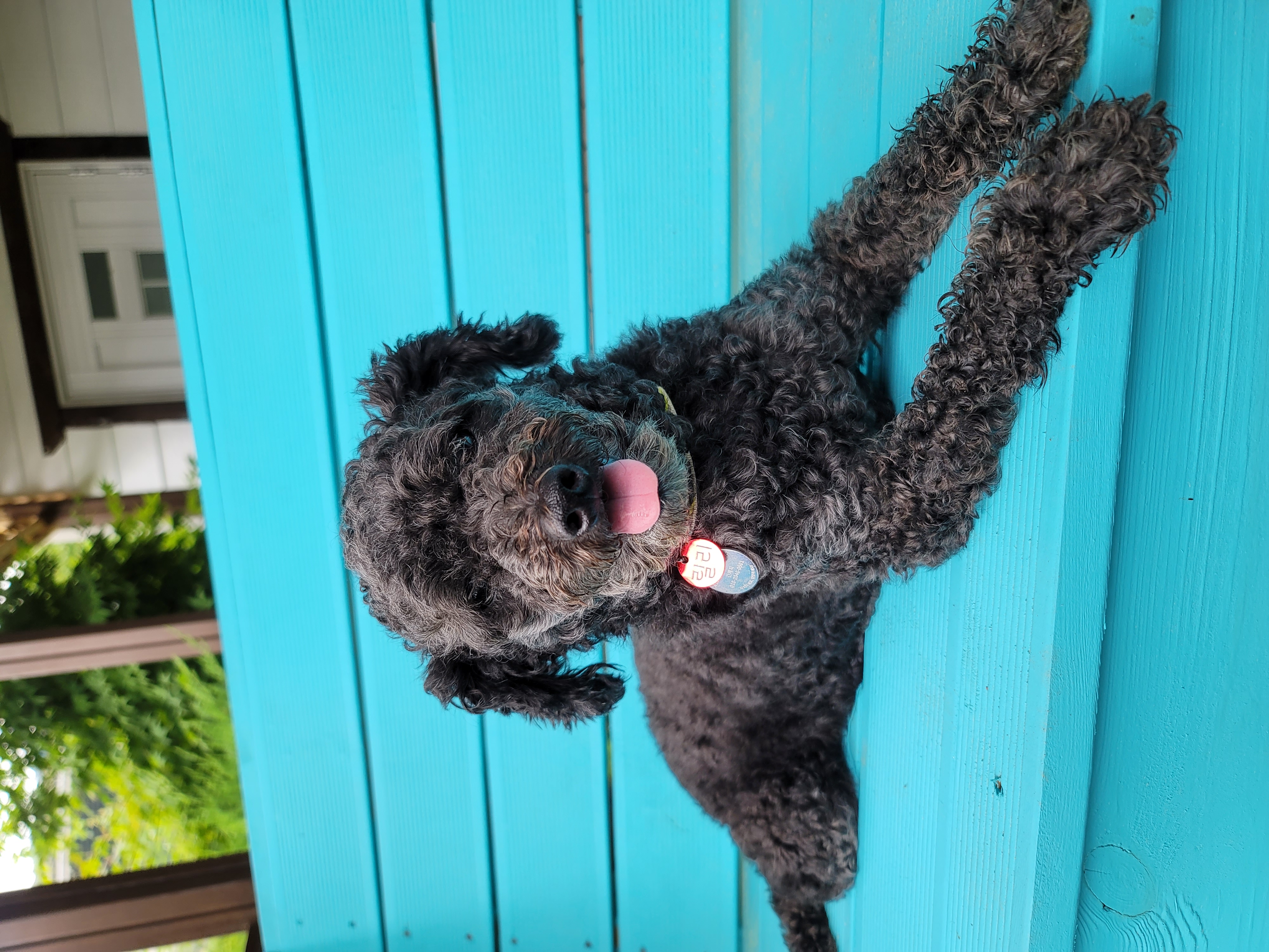 릴리(곤지암-12) 입양 3달차 후기