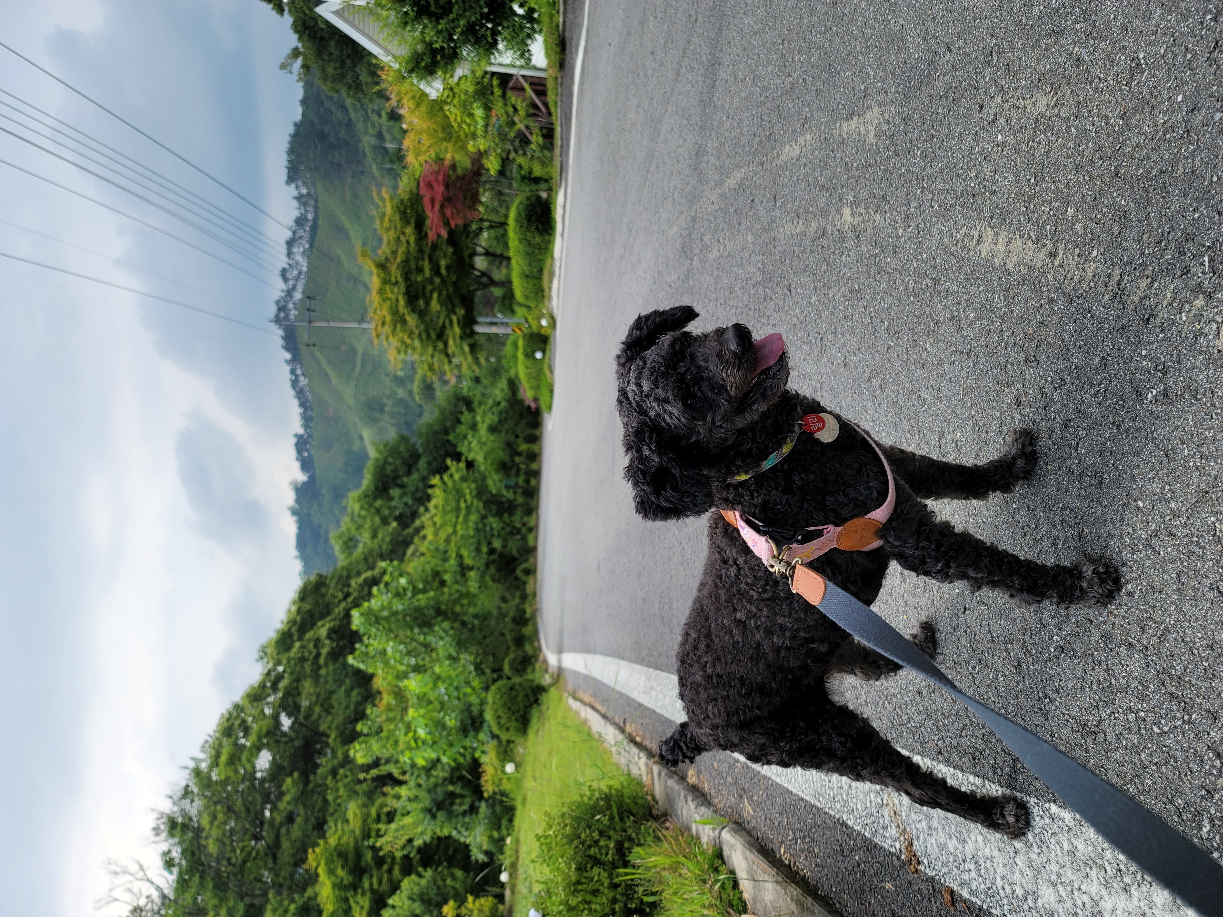 릴리(곤지암-12) 입양 3달차 후기