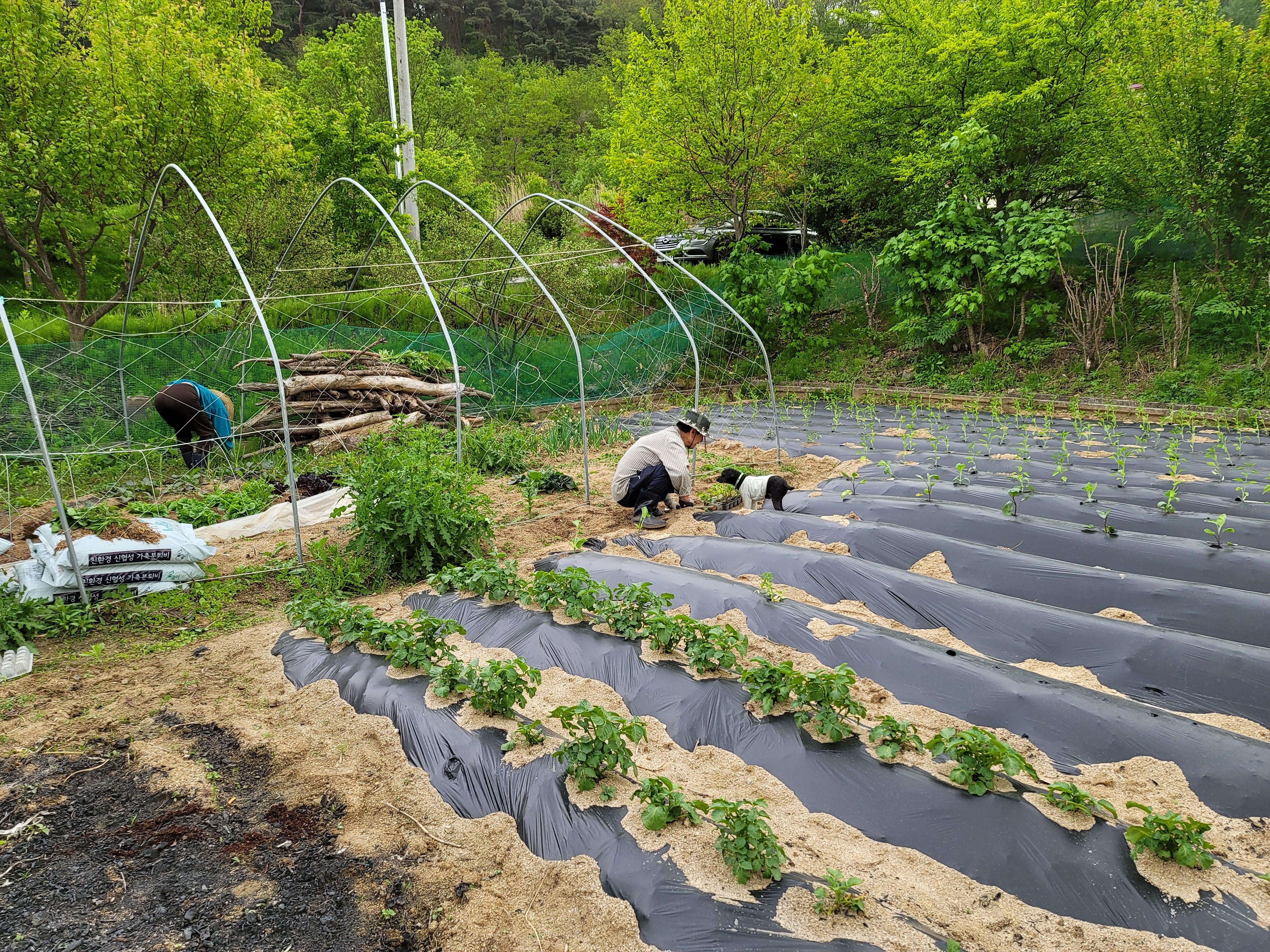 릴리(곤지암-12) 입양 3달차 후기