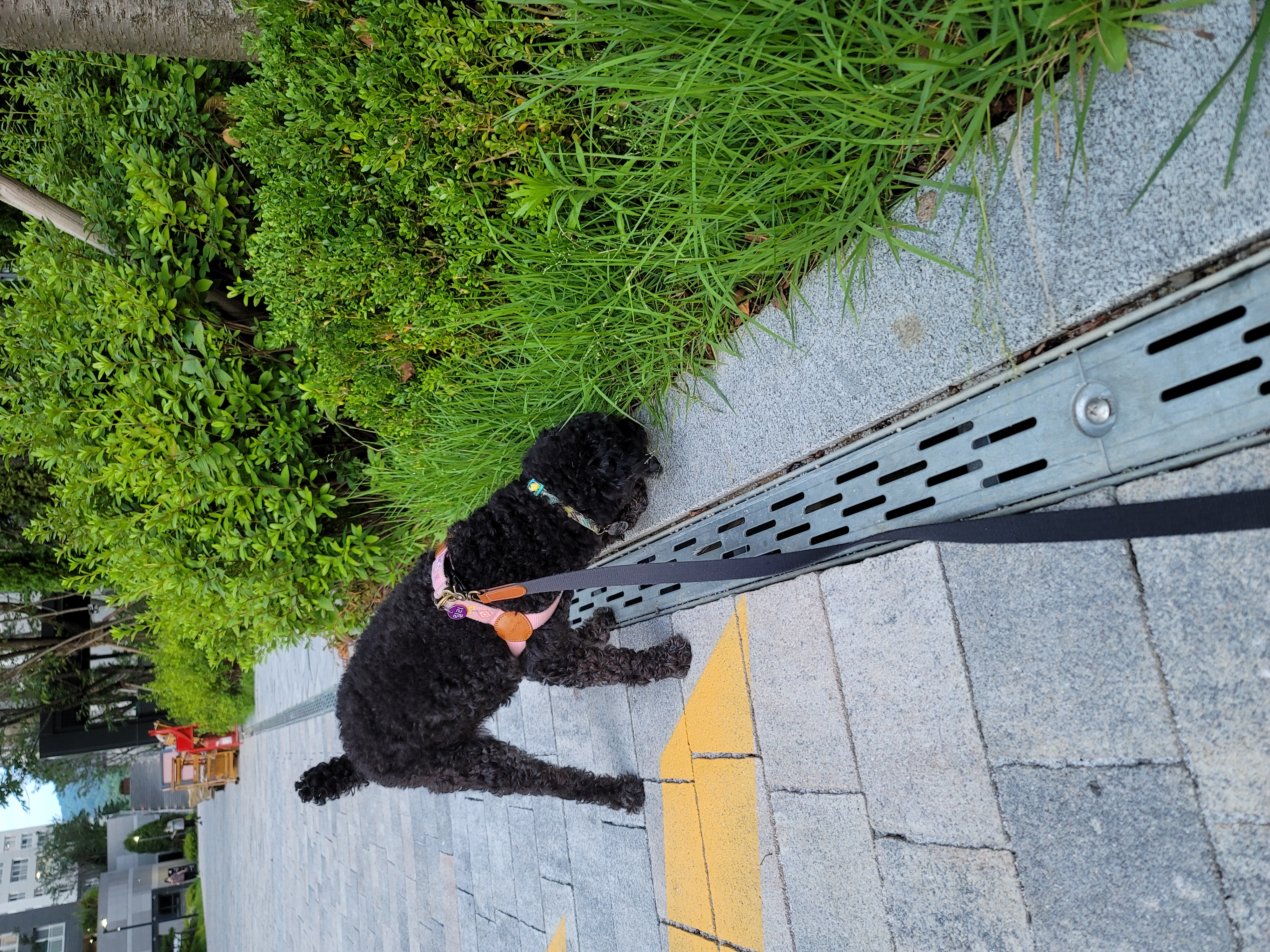 릴리(곤지암-12) 입양 3달차 후기