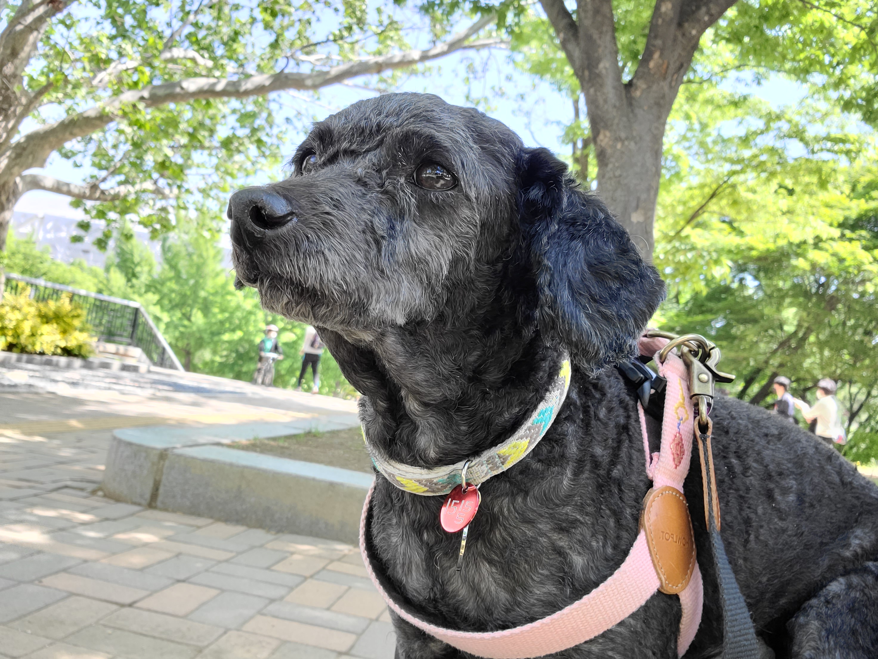 릴리(곤지암-12) 입양 3달차 후기