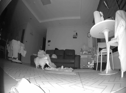 티거(곤지암2-워터)와 가족 된지 일주일. 첫 후기.