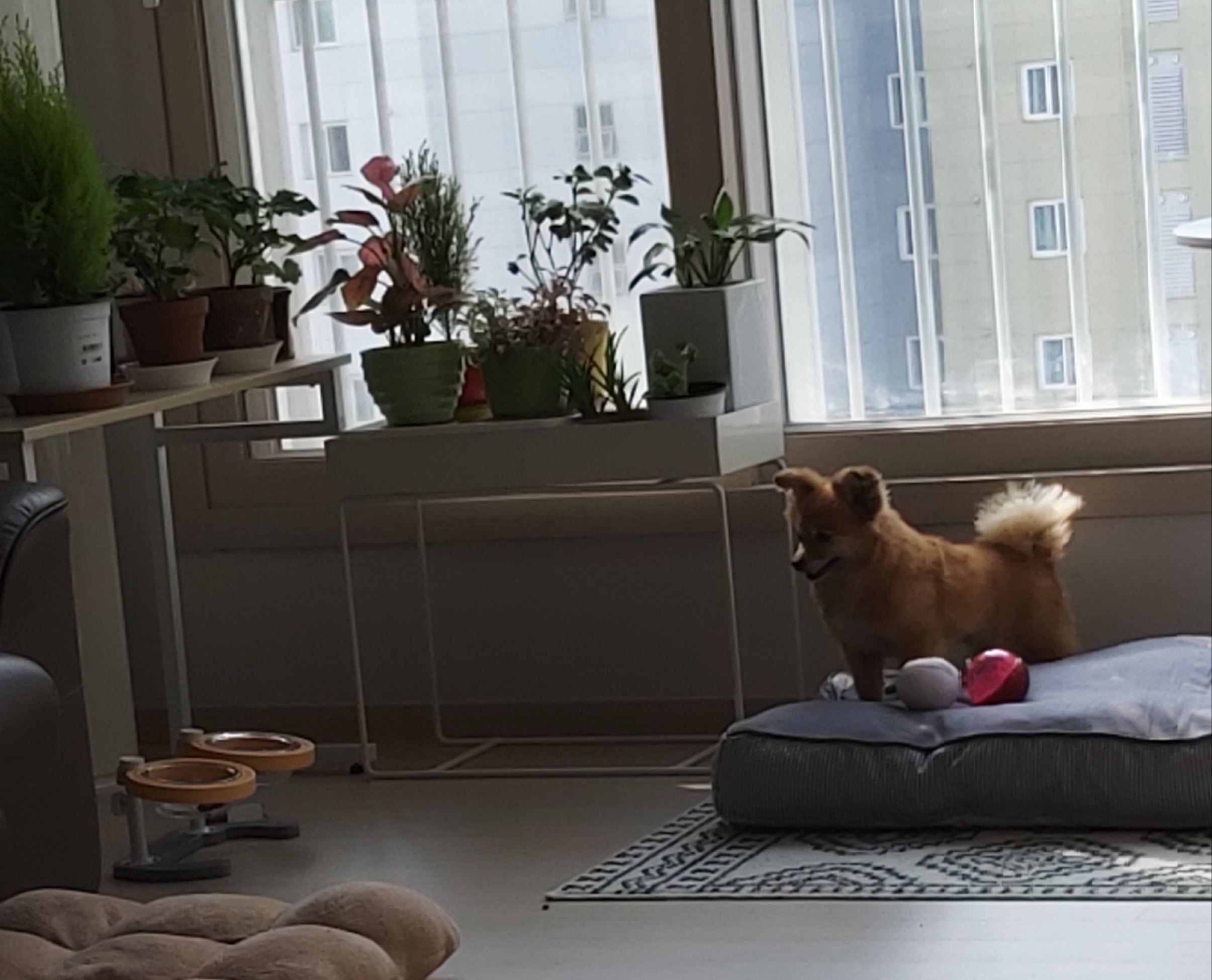 티거(곤지암2-워터)와 가족 된지 일주일. 첫 후기.