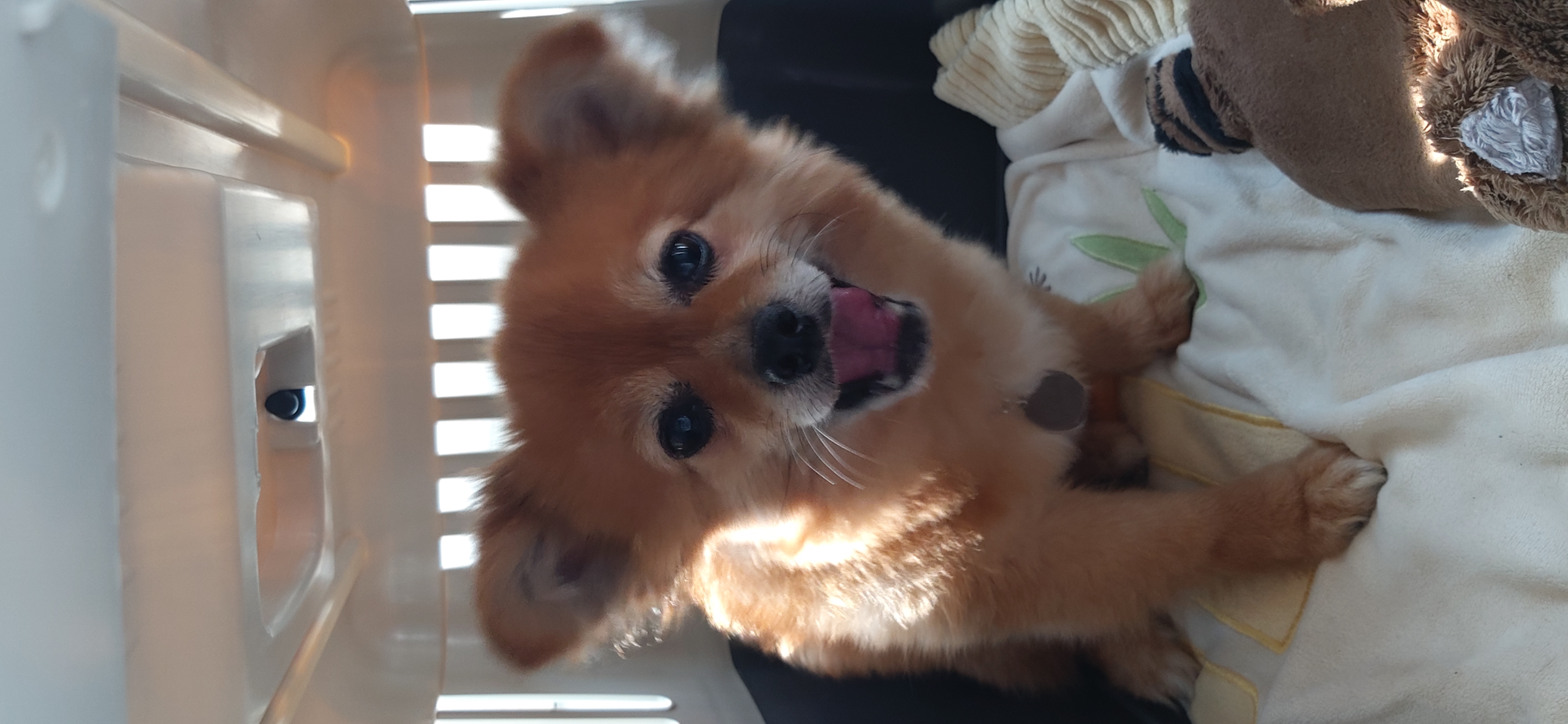 티거(곤지암2-워터)와 가족 된지 일주일. 첫 후기.