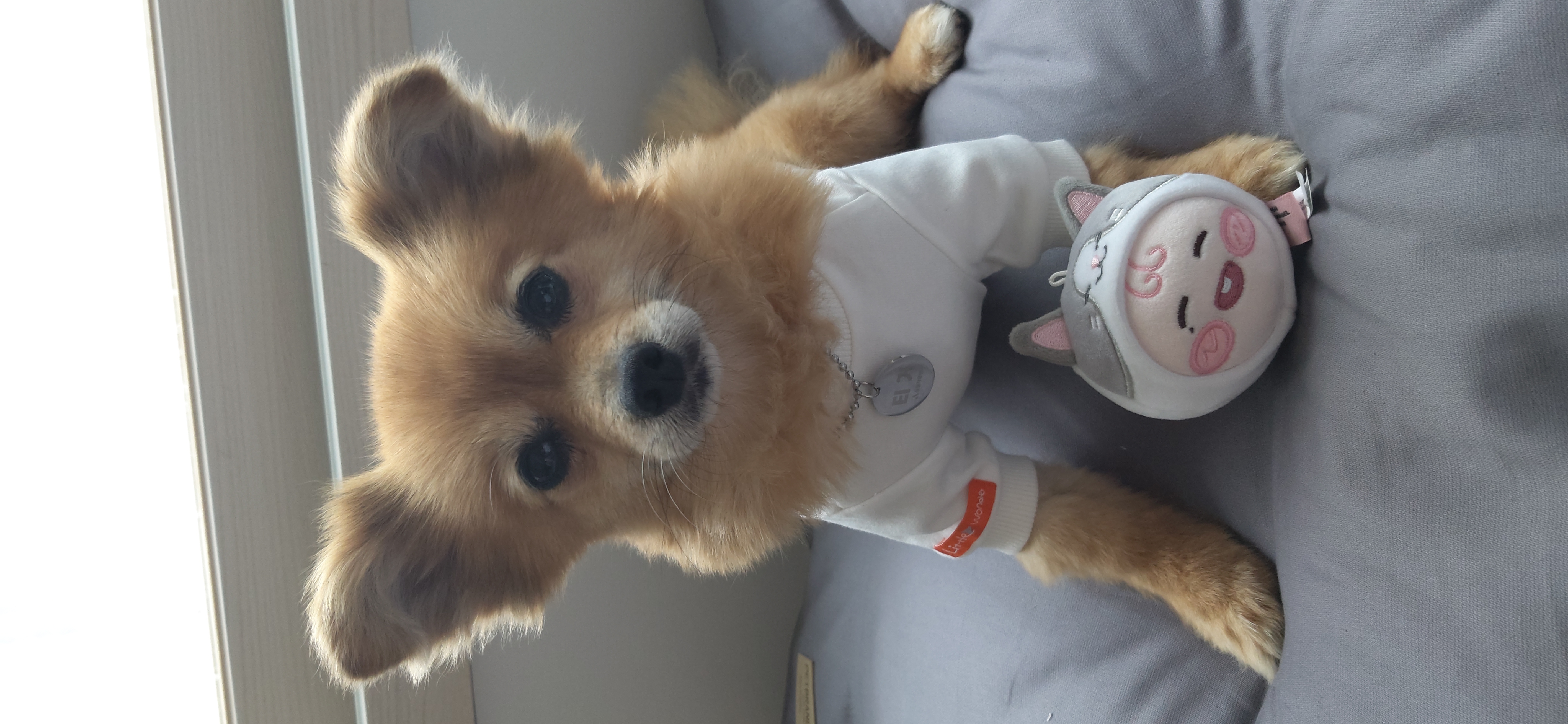 티거(곤지암2-워터)와 가족 된지 일주일. 첫 후기.