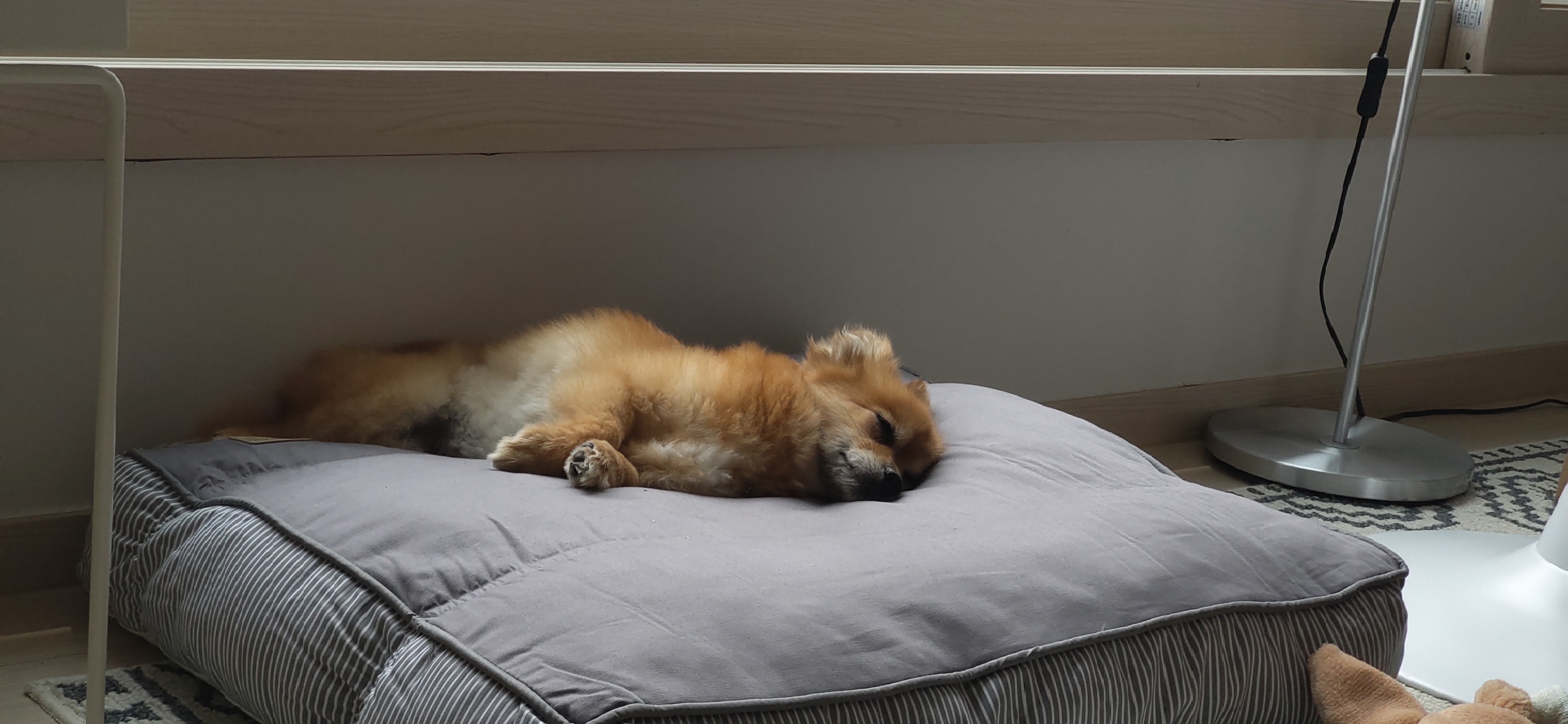 티거(곤지암2-워터)와 가족 된지 일주일. 첫 후기.