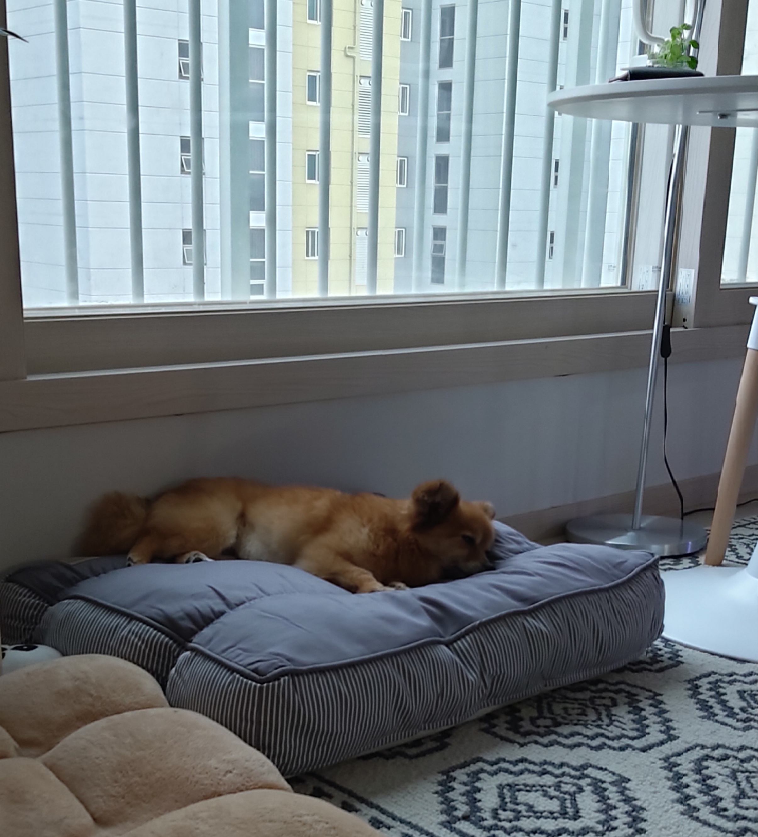 티거(곤지암2-워터)와 가족 된지 일주일. 첫 후기.