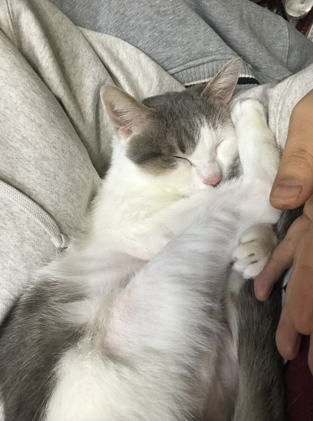 2019년 4월 이후 입양 2년 차 맞은 방울이 소식 (일산 구조)