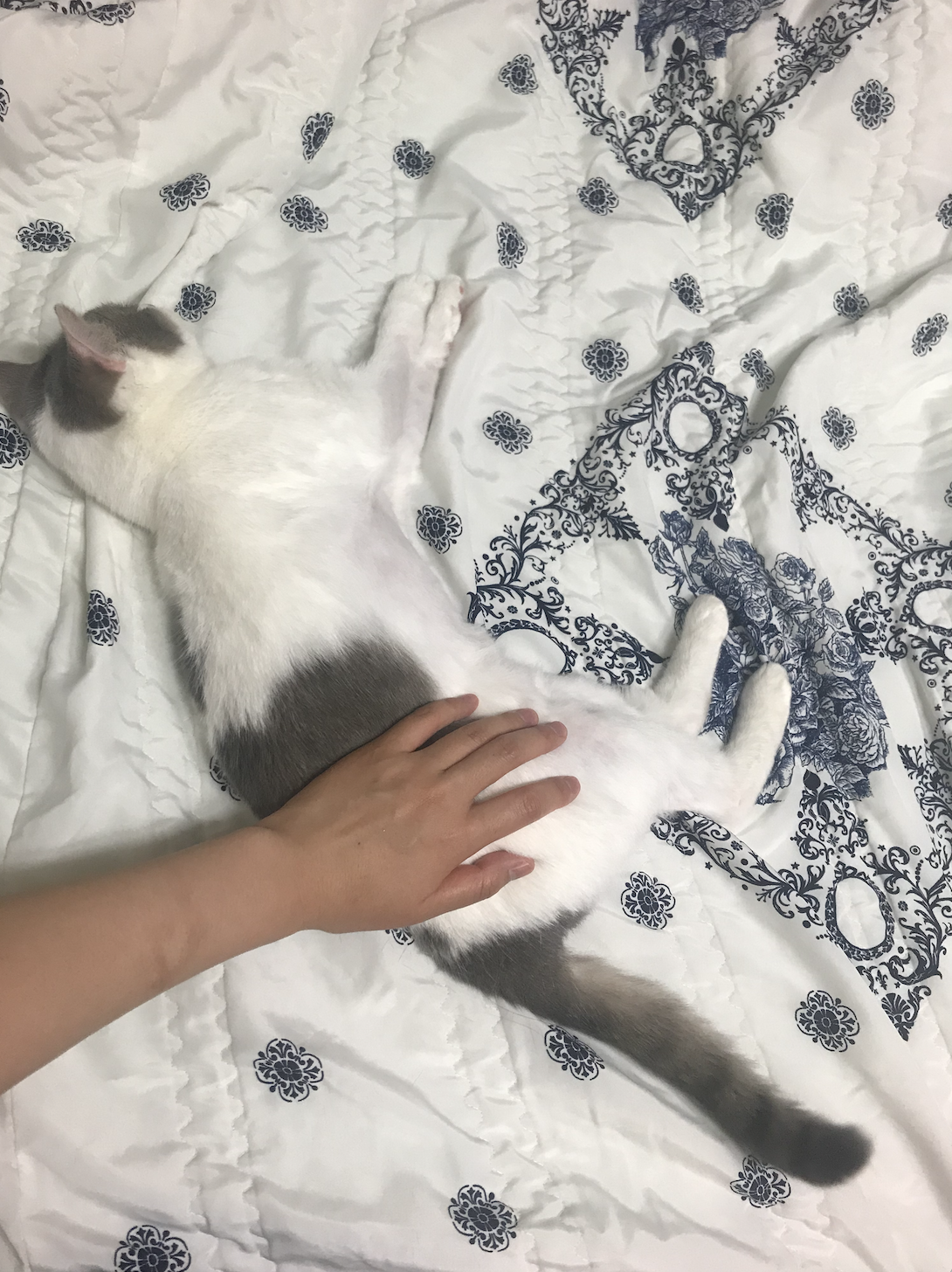 2019년 4월 이후 입양 2년 차 맞은 방울이 소식 (일산 구조)