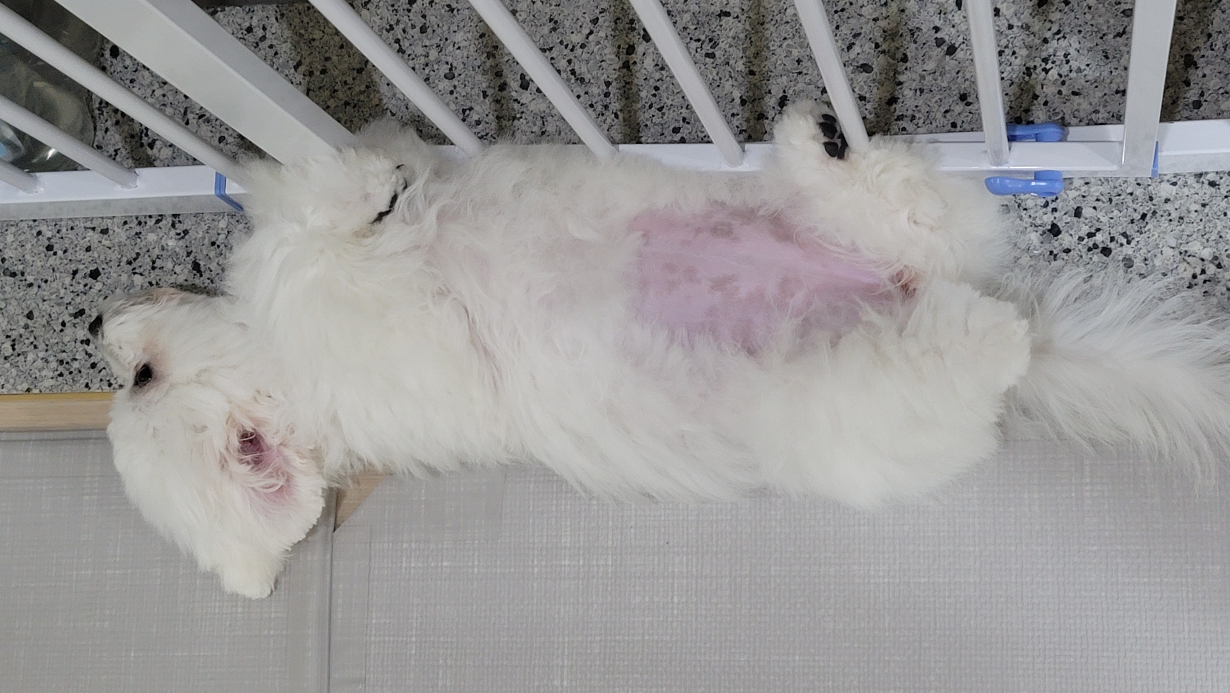 하음(구름)이 하삼(봄)이 3개월됐네요!