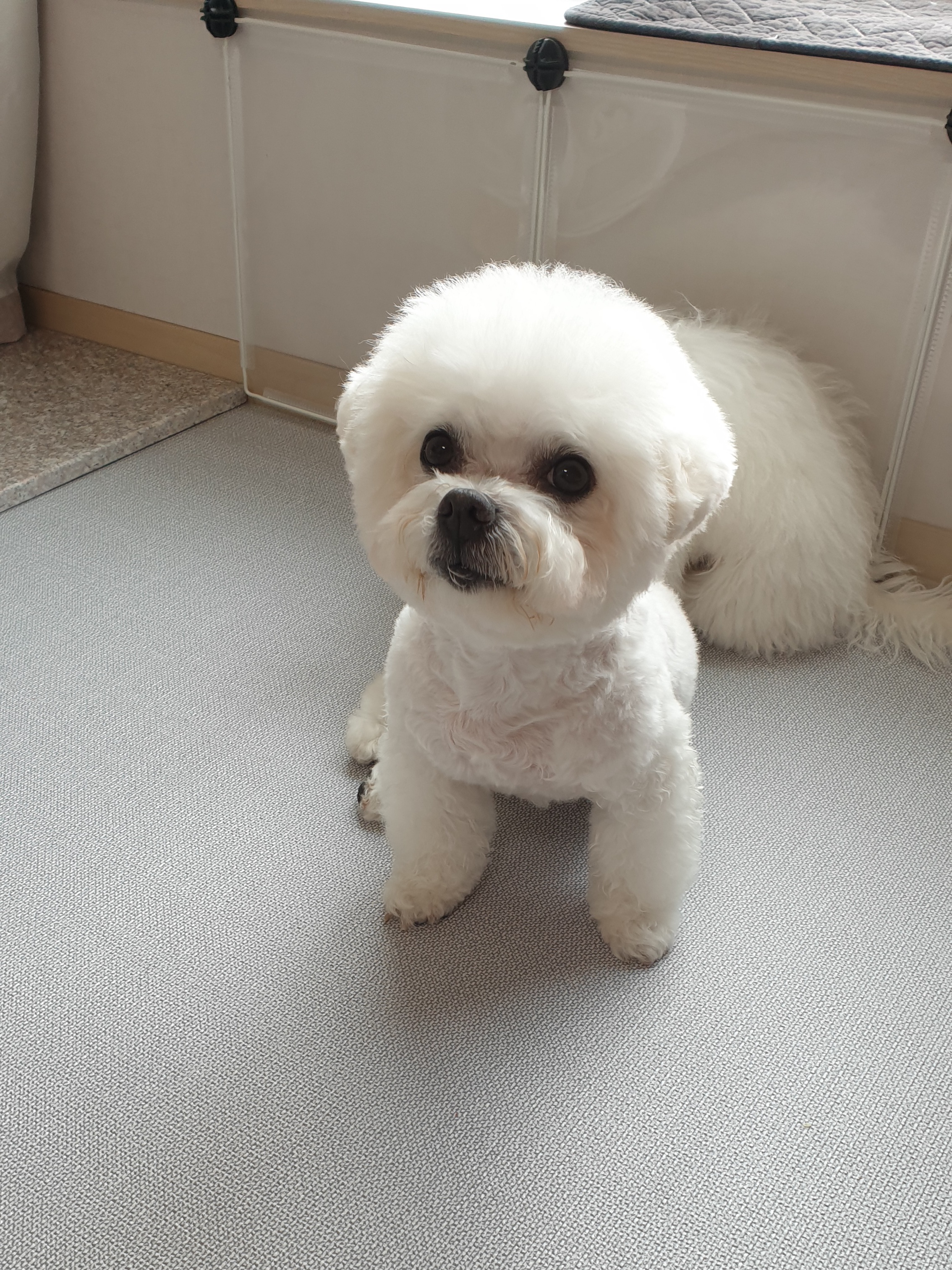 하음(구름)이 하삼(봄)이 3개월됐네요!