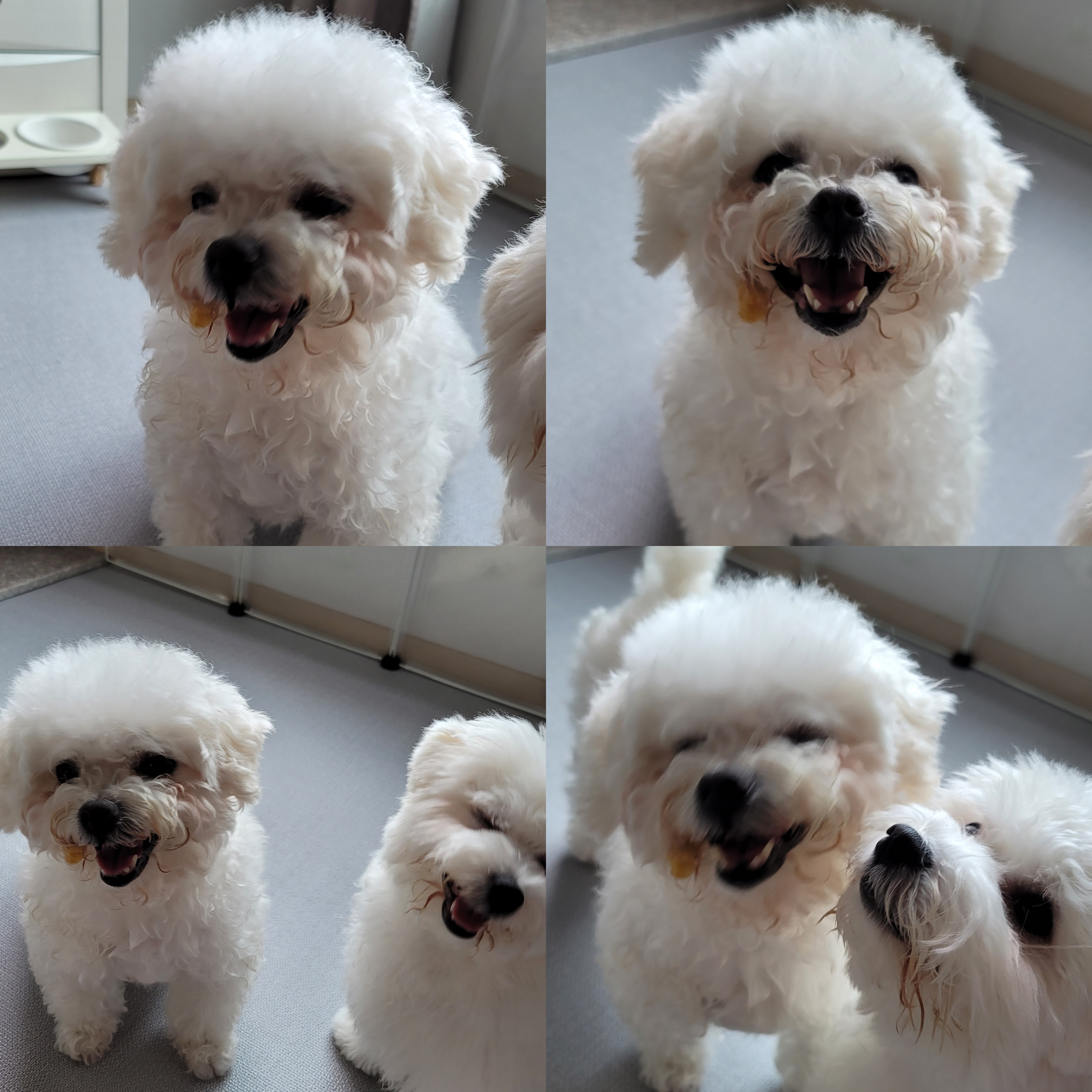 하음(구름)이 하삼(봄)이 3개월됐네요!