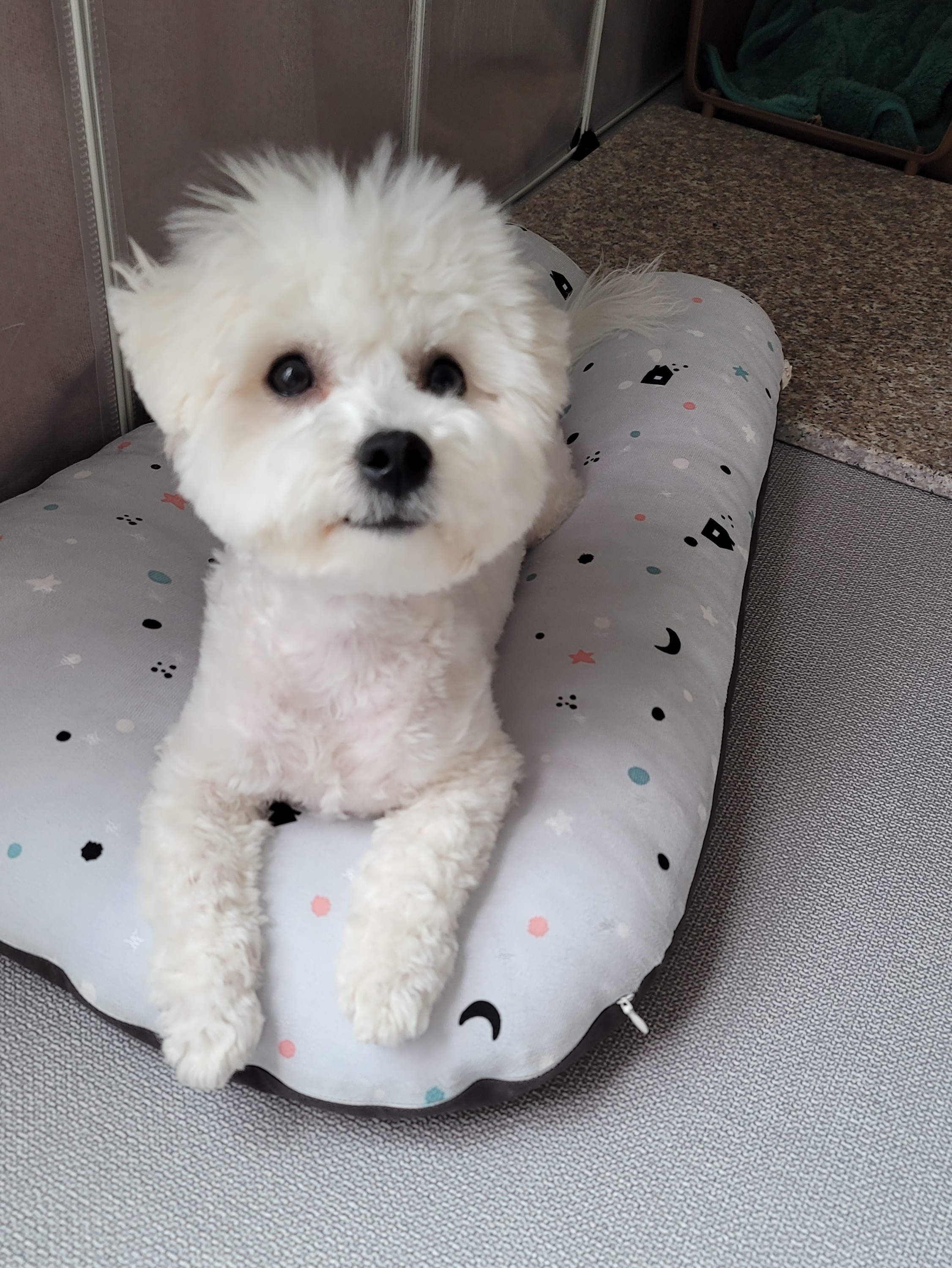 하음(구름)이 하삼(봄)이 3개월됐네요!