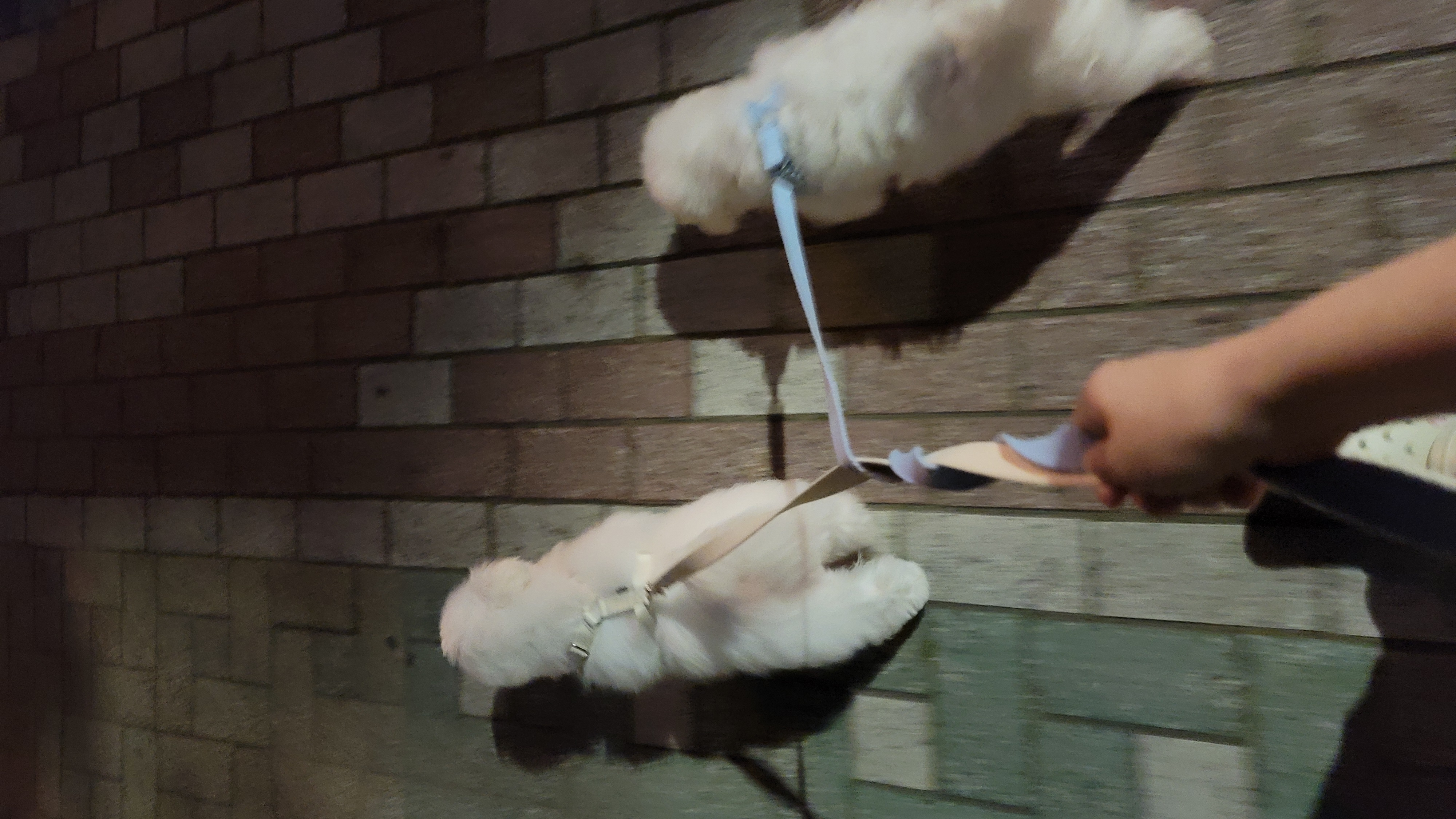 하음(구름)이 하삼(봄)이 3개월됐네요!