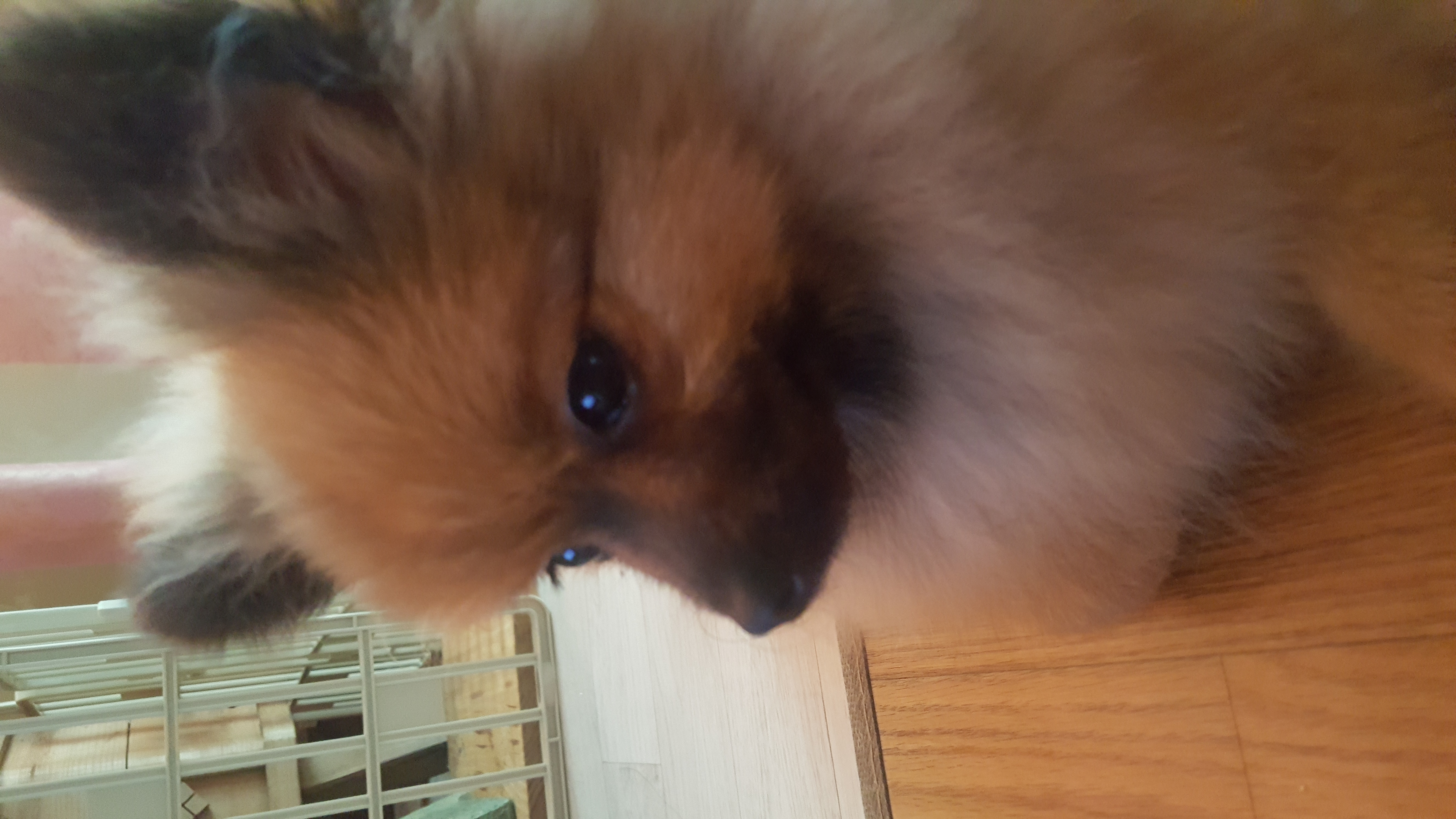 러비 한달됐어요♡