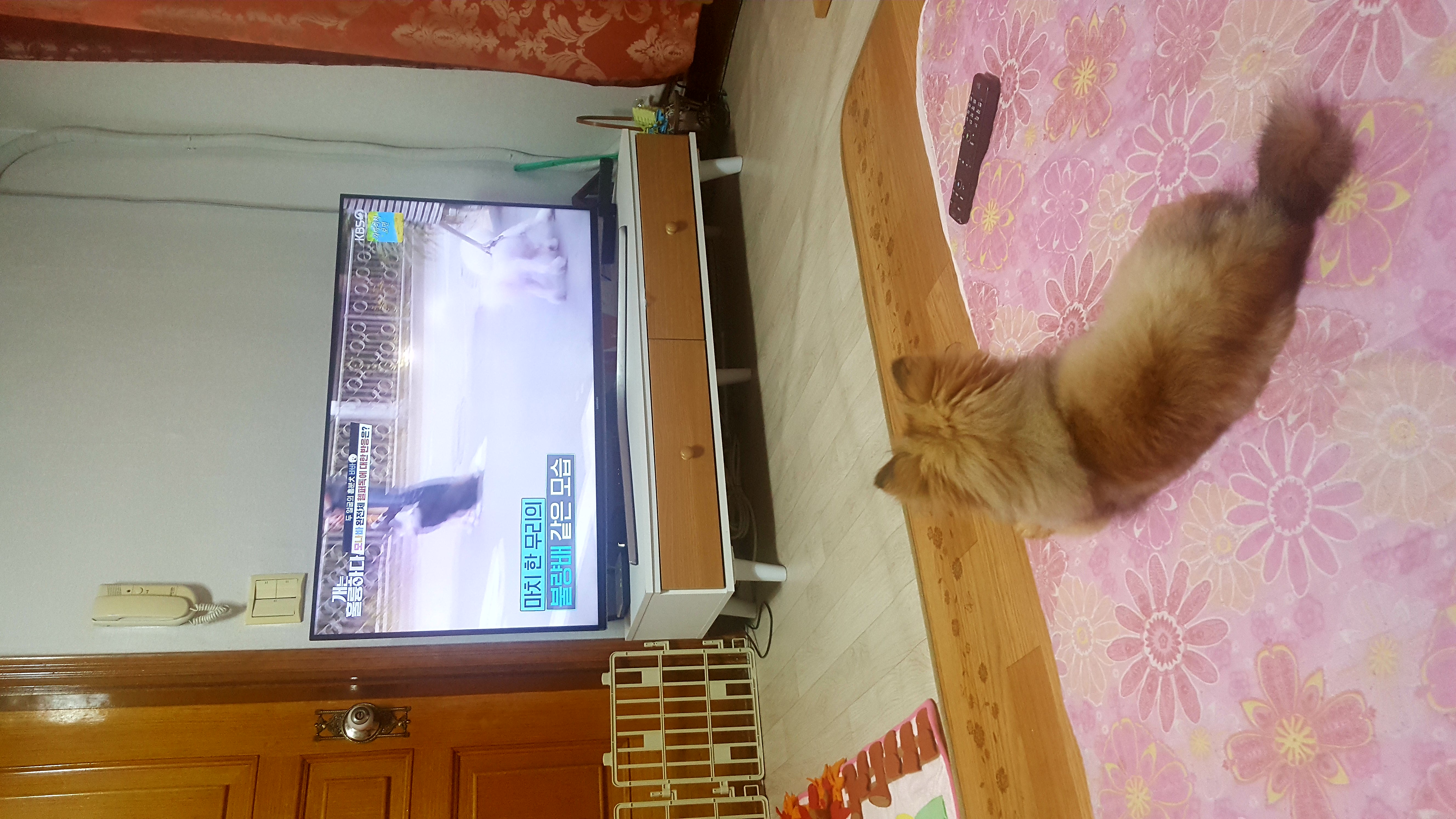 러비 한달됐어요♡