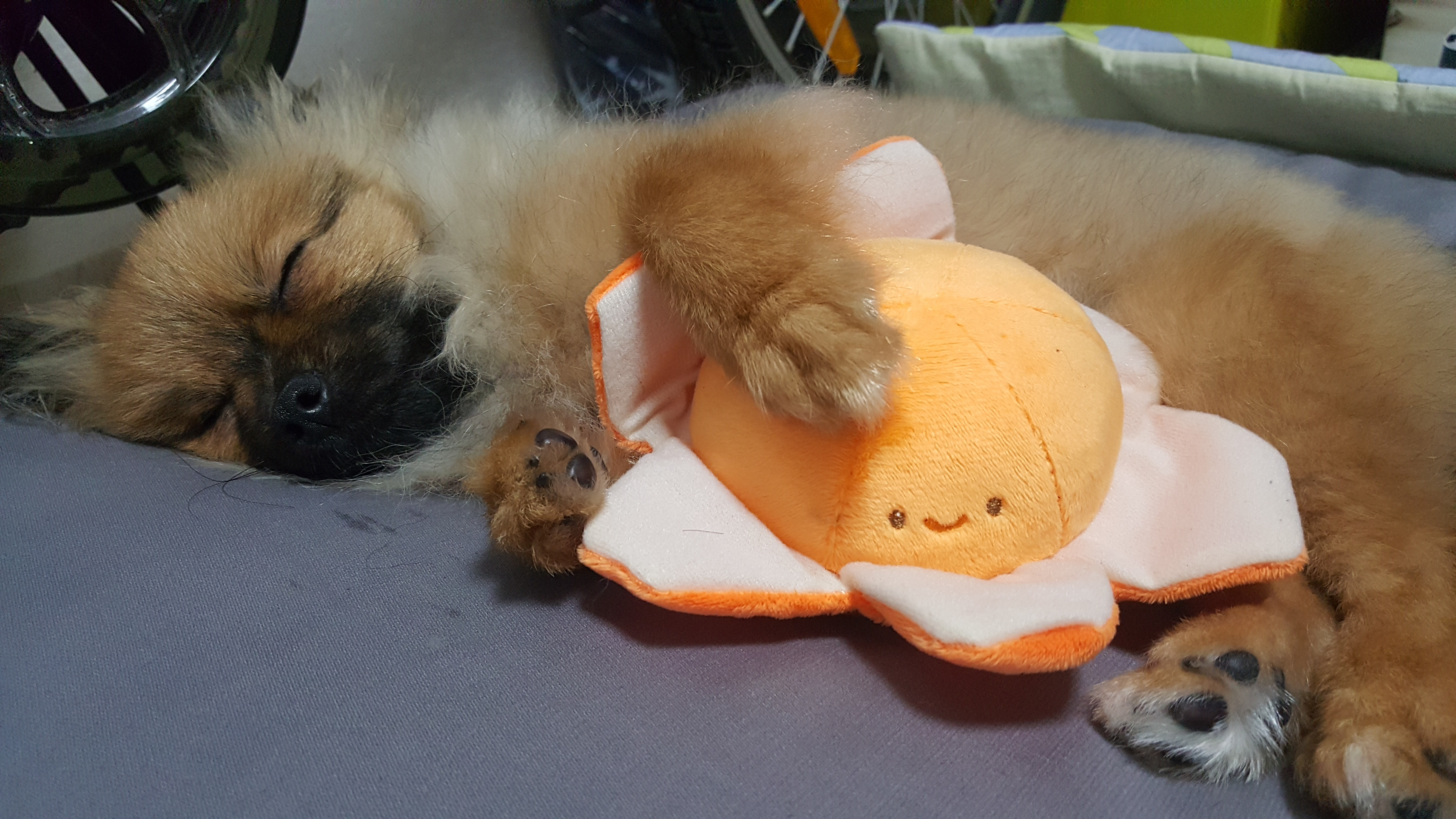 러비 한달됐어요♡