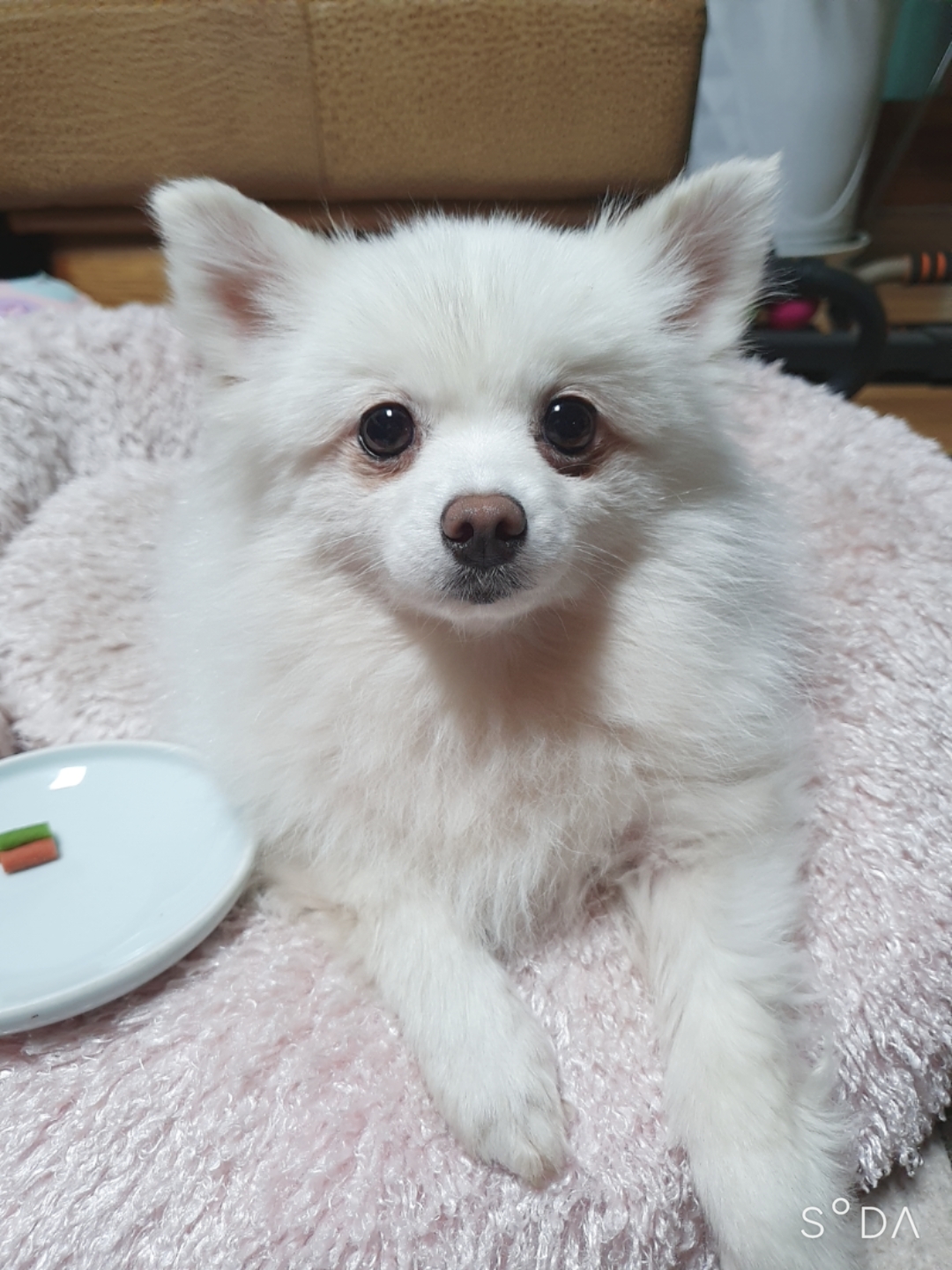 곤지암 눈송이 (봄이) 입양 3달차 후기❤