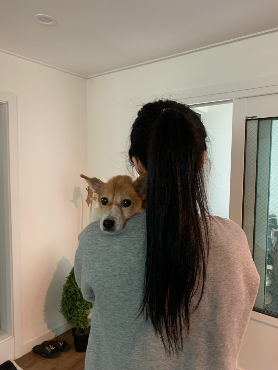 마루(꼬맹이) 입양 1달이 지났네요.