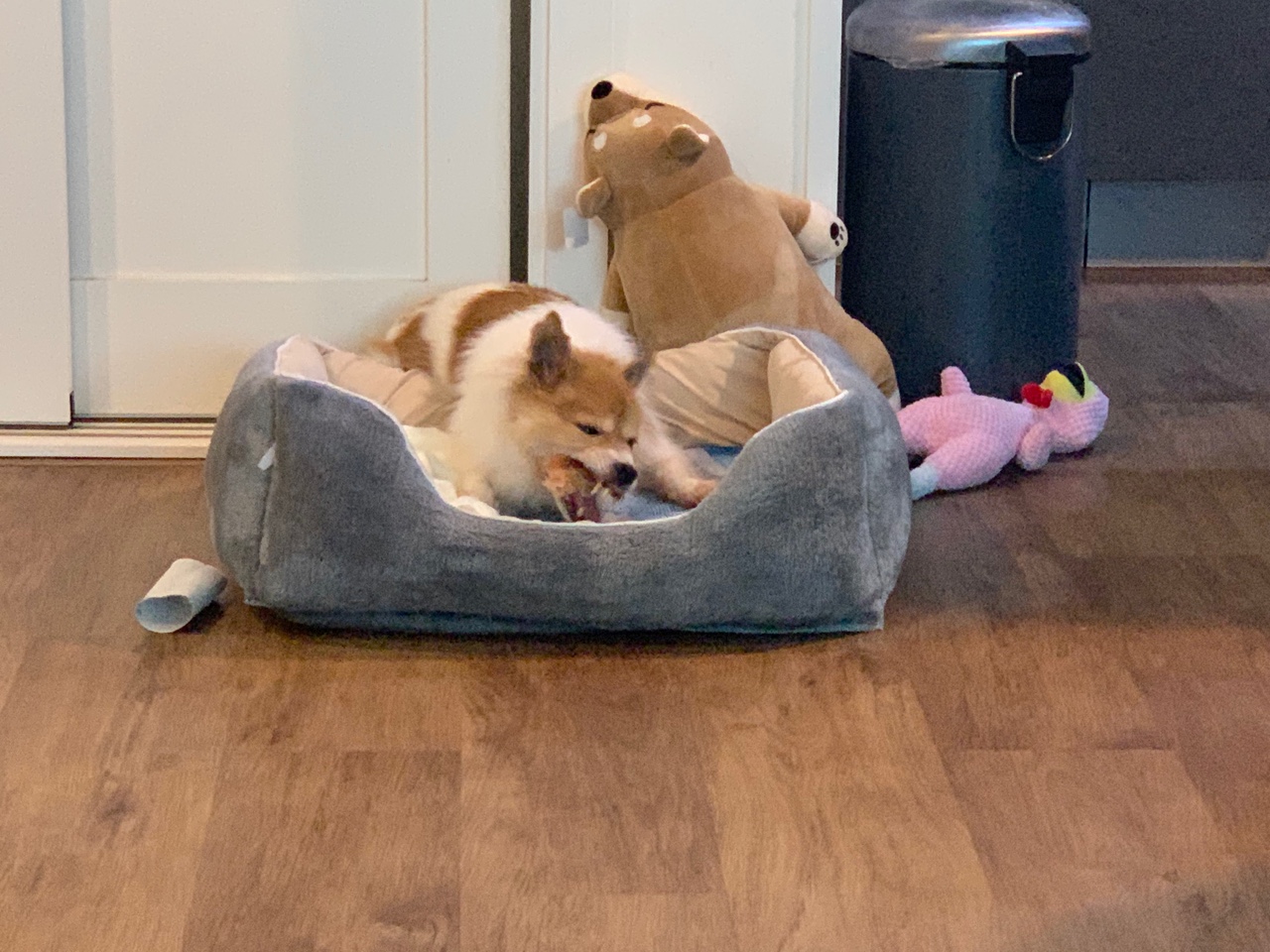 마루(꼬맹이) 입양 1달이 지났네요.