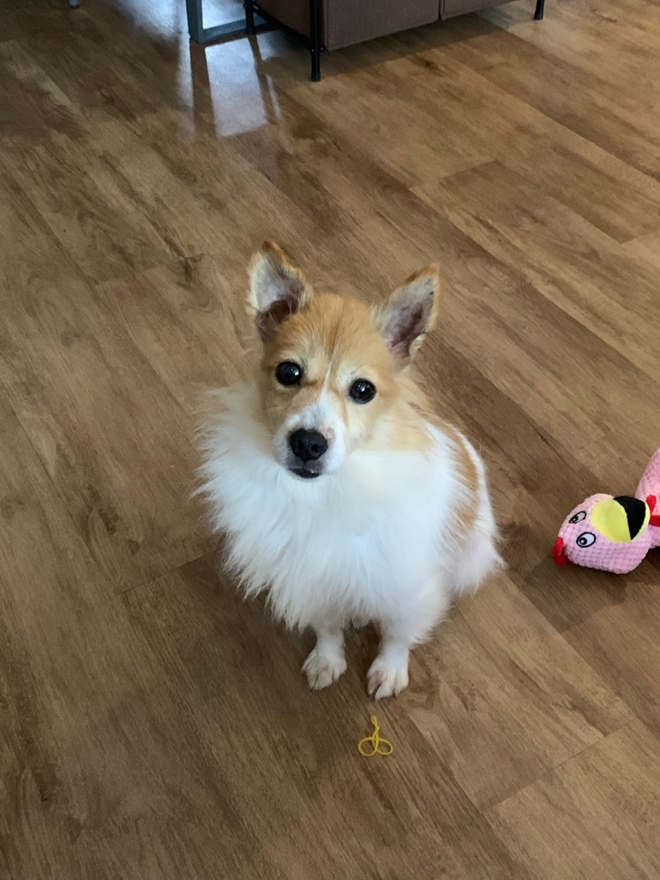 마루(꼬맹이) 입양 1달이 지났네요.