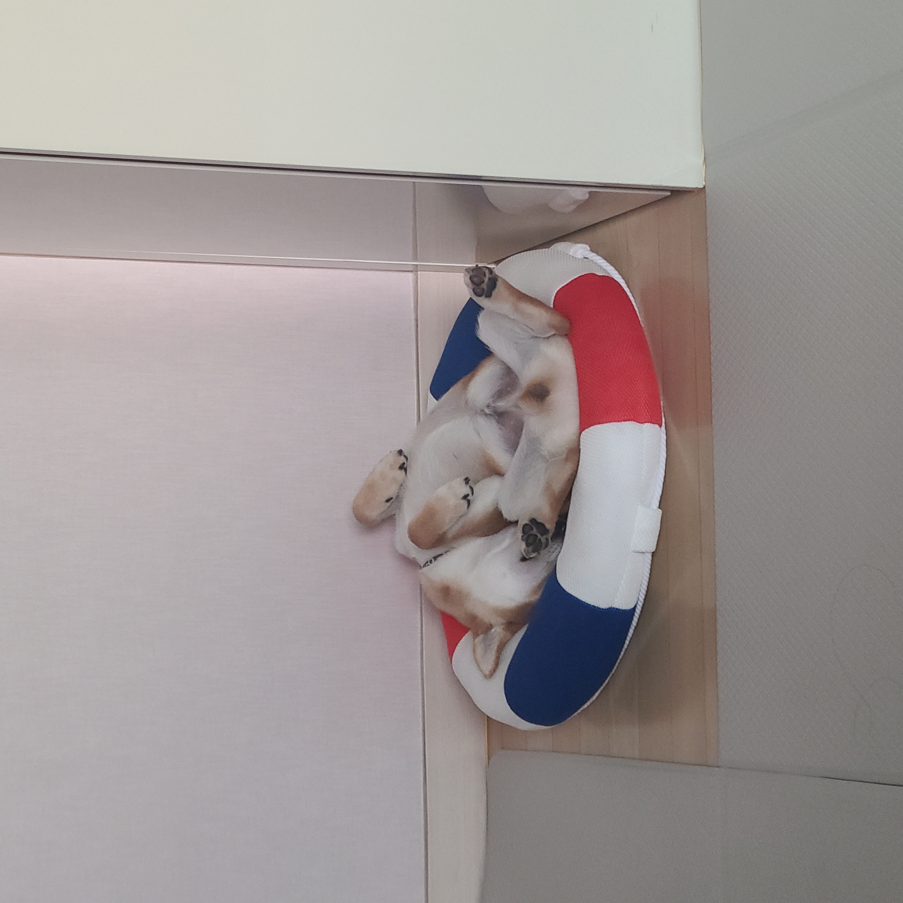 곤지암 세시 3달 ❤