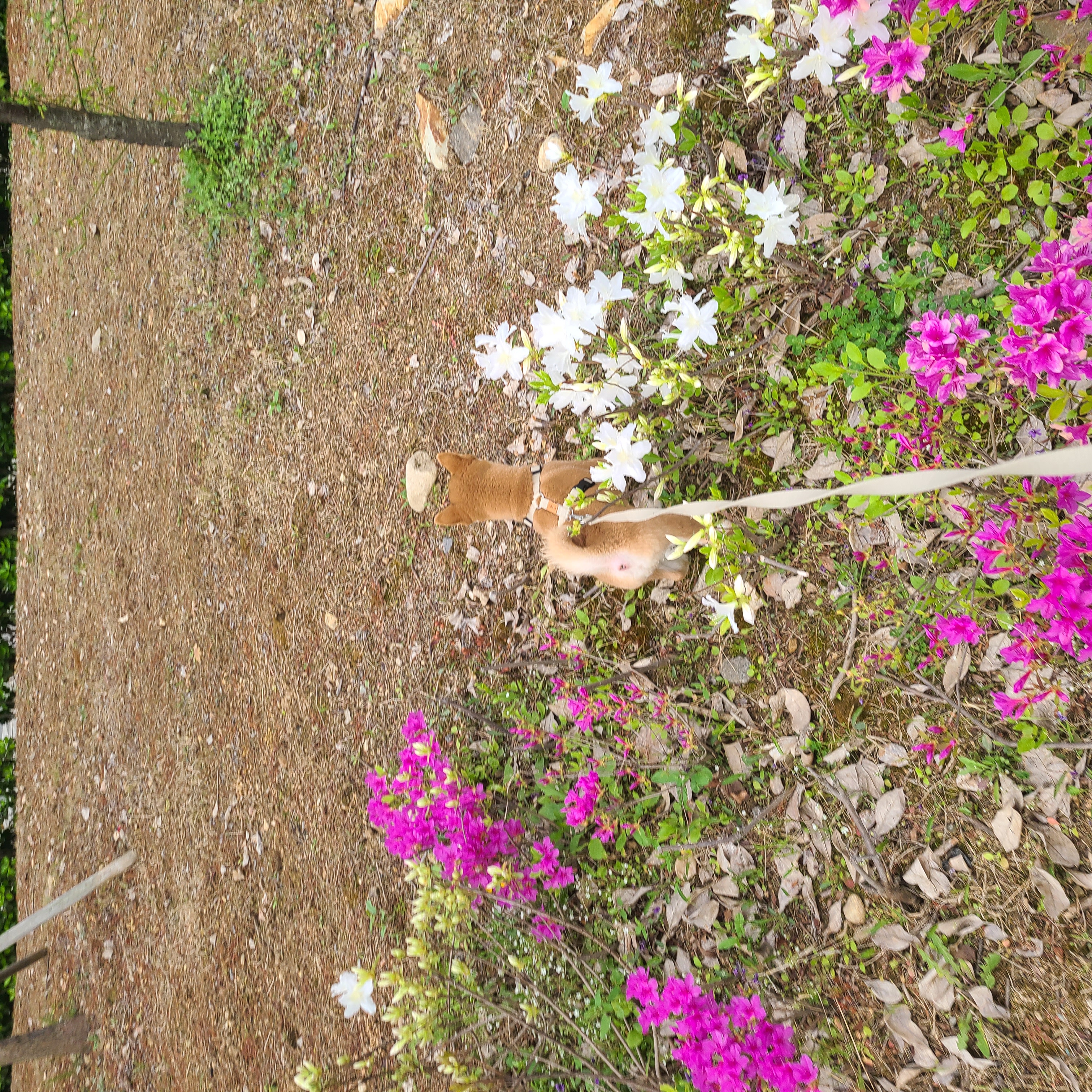 곤지암 세시 3달 ❤