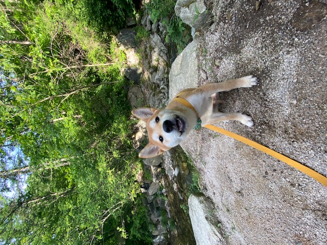 곤지암 두시(로꼬) 입양 3달차 후기