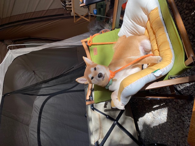 곤지암 두시(로꼬) 입양 3달차 후기