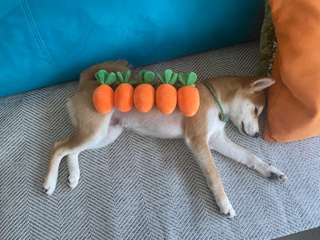 곤지암 두시(로꼬) 입양 3달차 후기