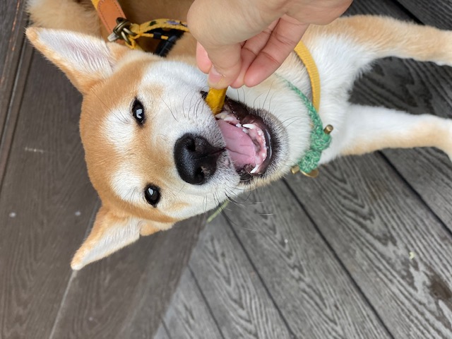 곤지암 두시(로꼬) 입양 3달차 후기
