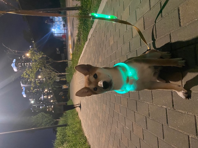 곤지암 두시(로꼬) 입양 3달차 후기