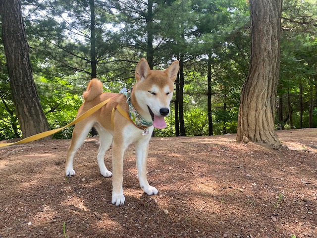 곤지암 두시(로꼬) 입양 3달차 후기