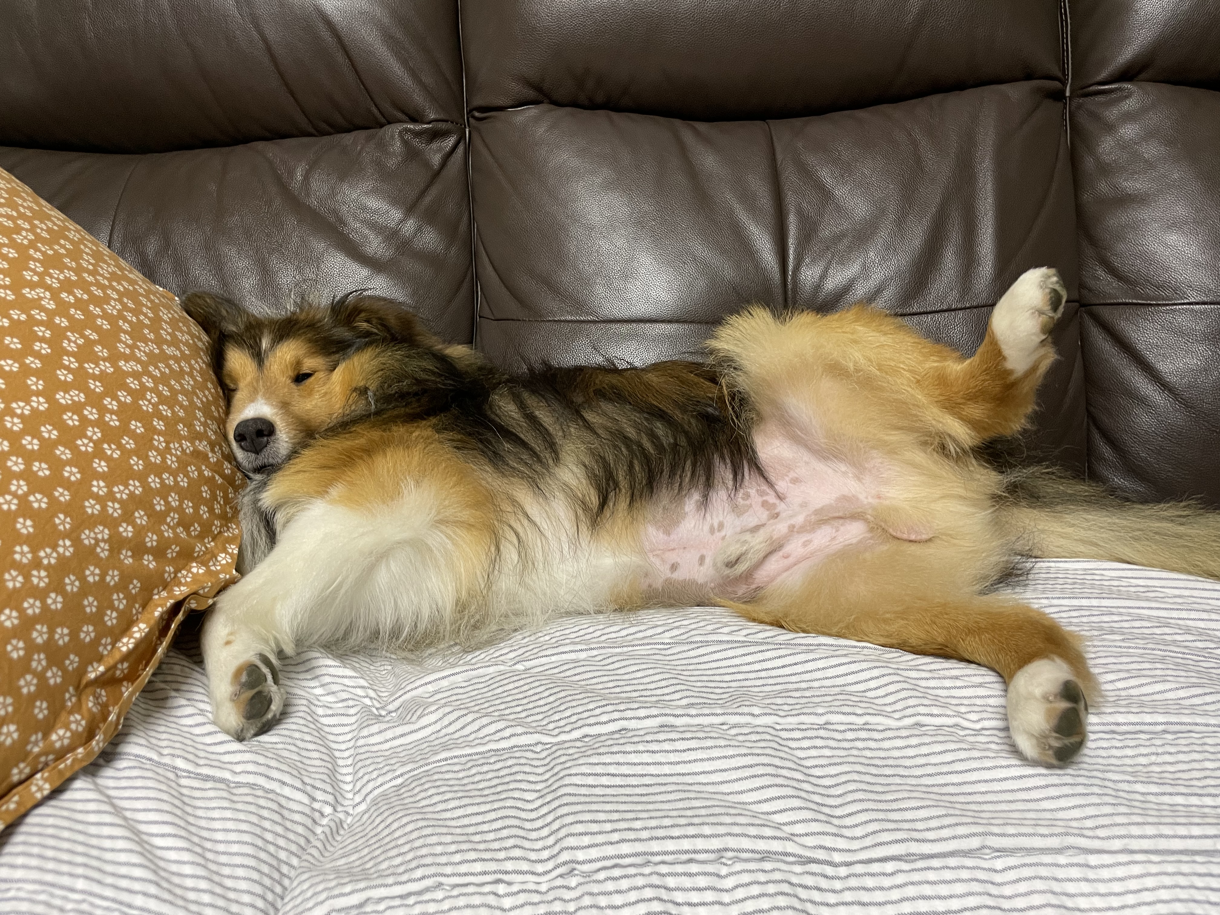 몽구의 입양 3달차 이야기