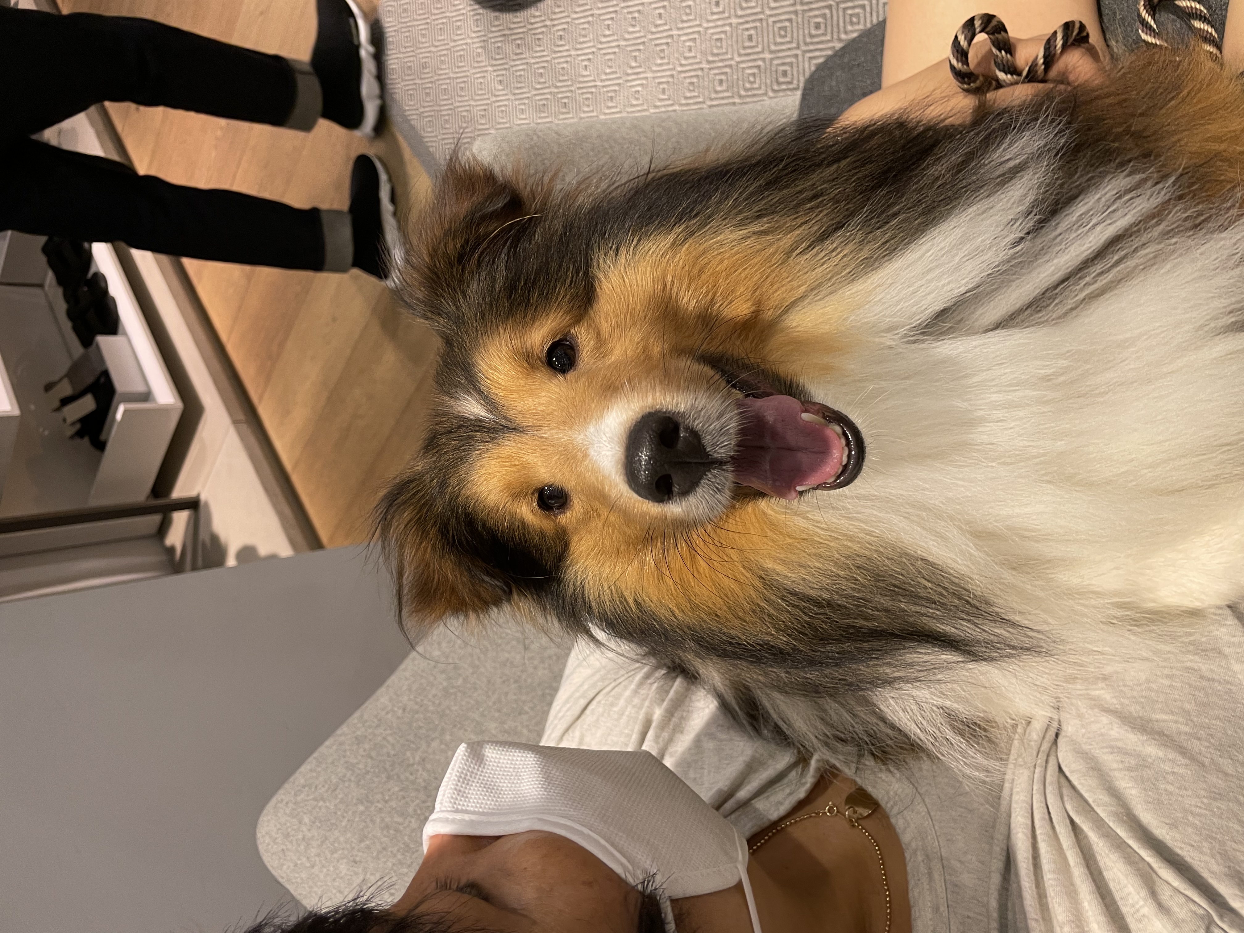 몽구의 입양 3달차 이야기