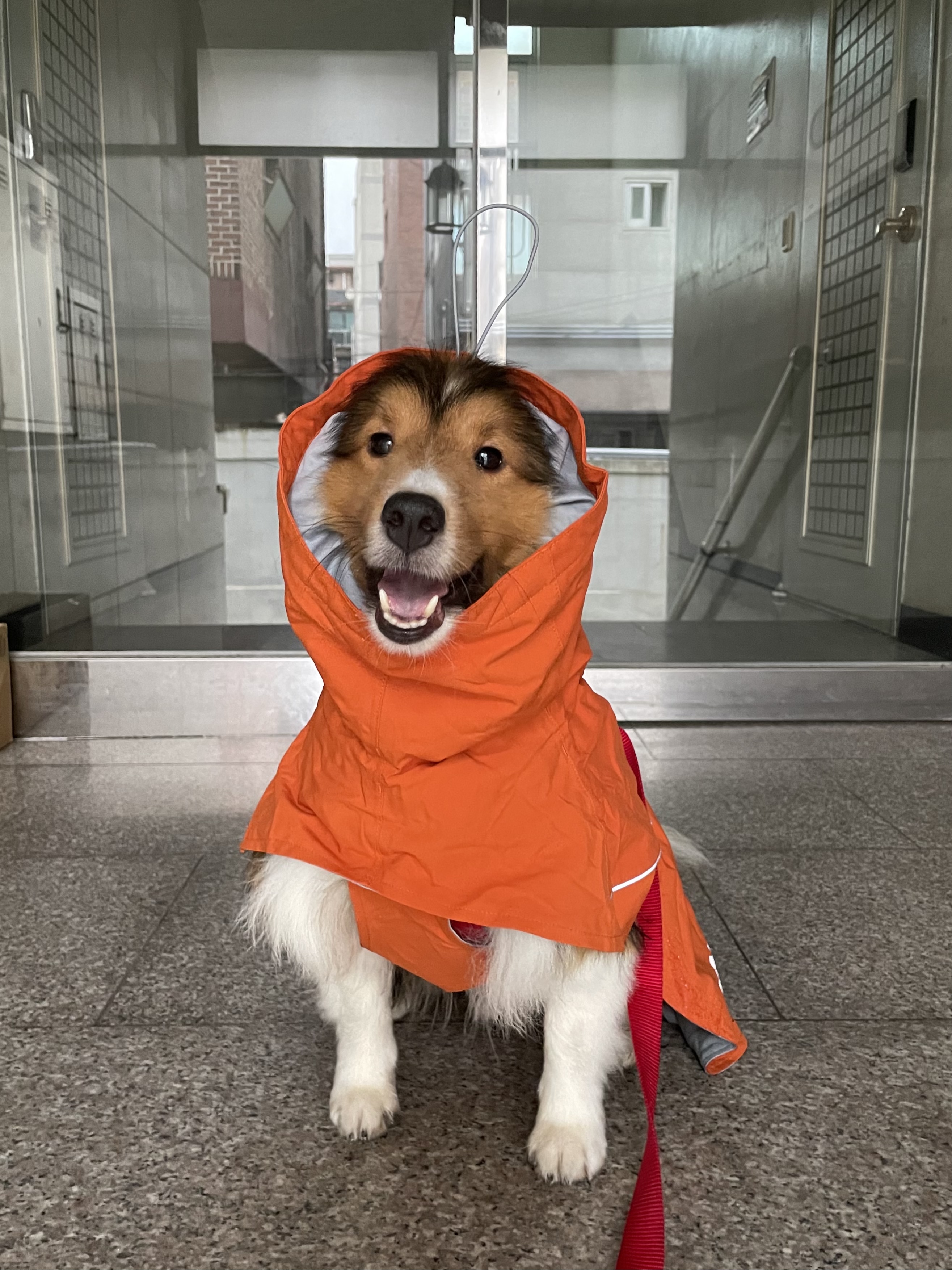 몽구의 입양 3달차 이야기