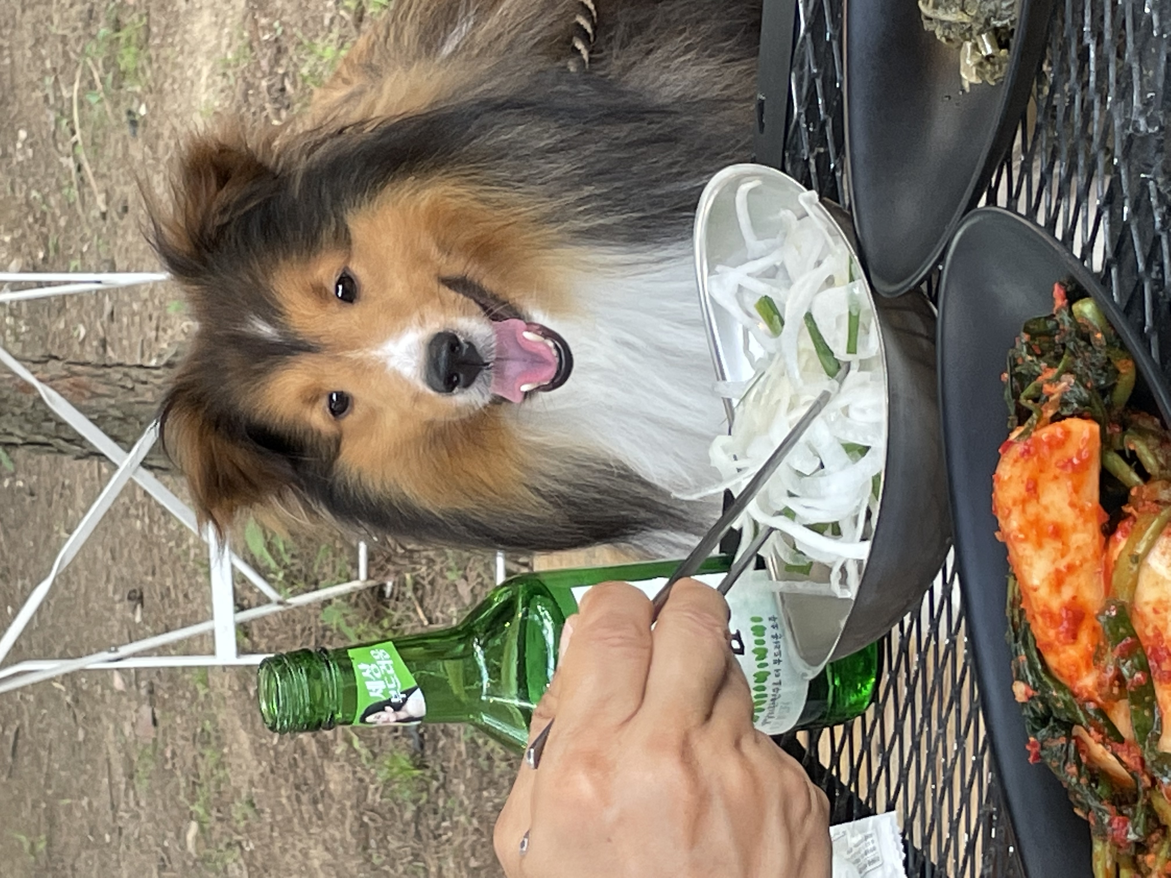 몽구의 입양 3달차 이야기