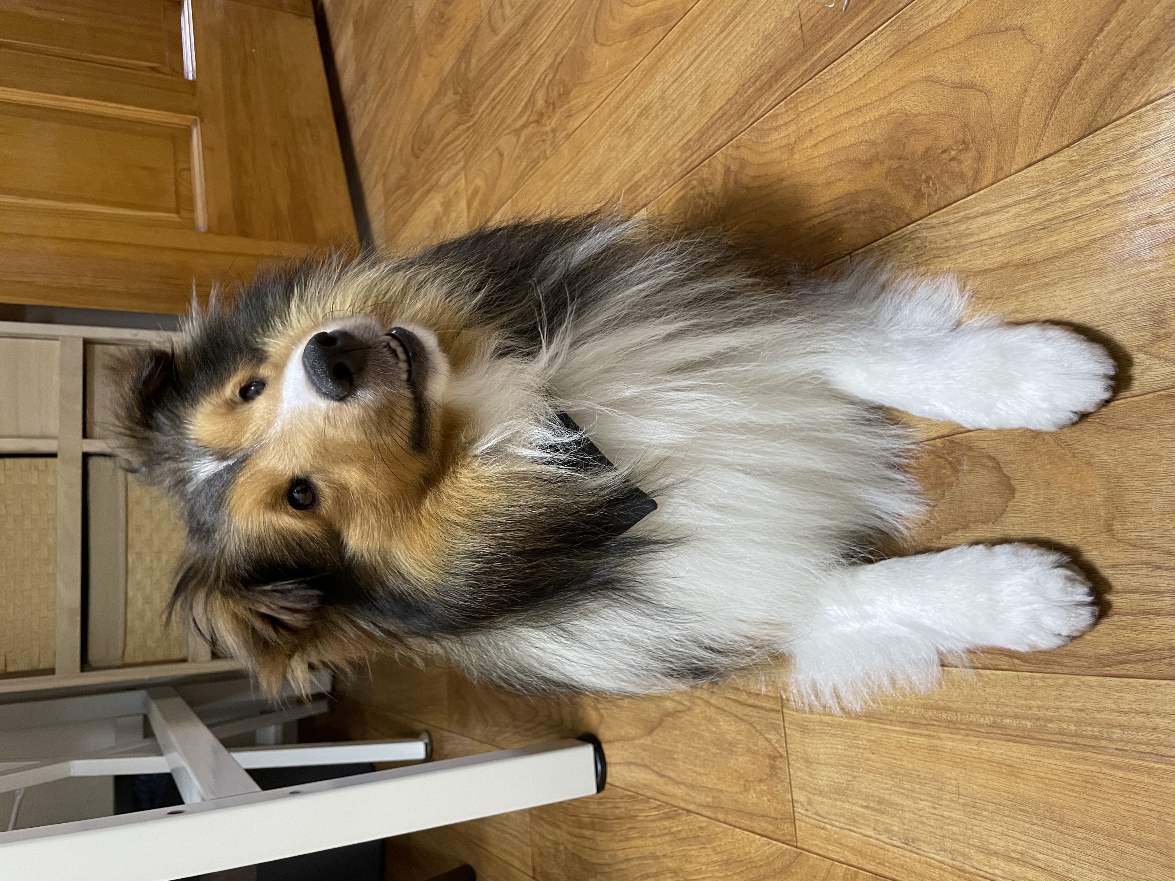 몽구의 입양 3달차 이야기