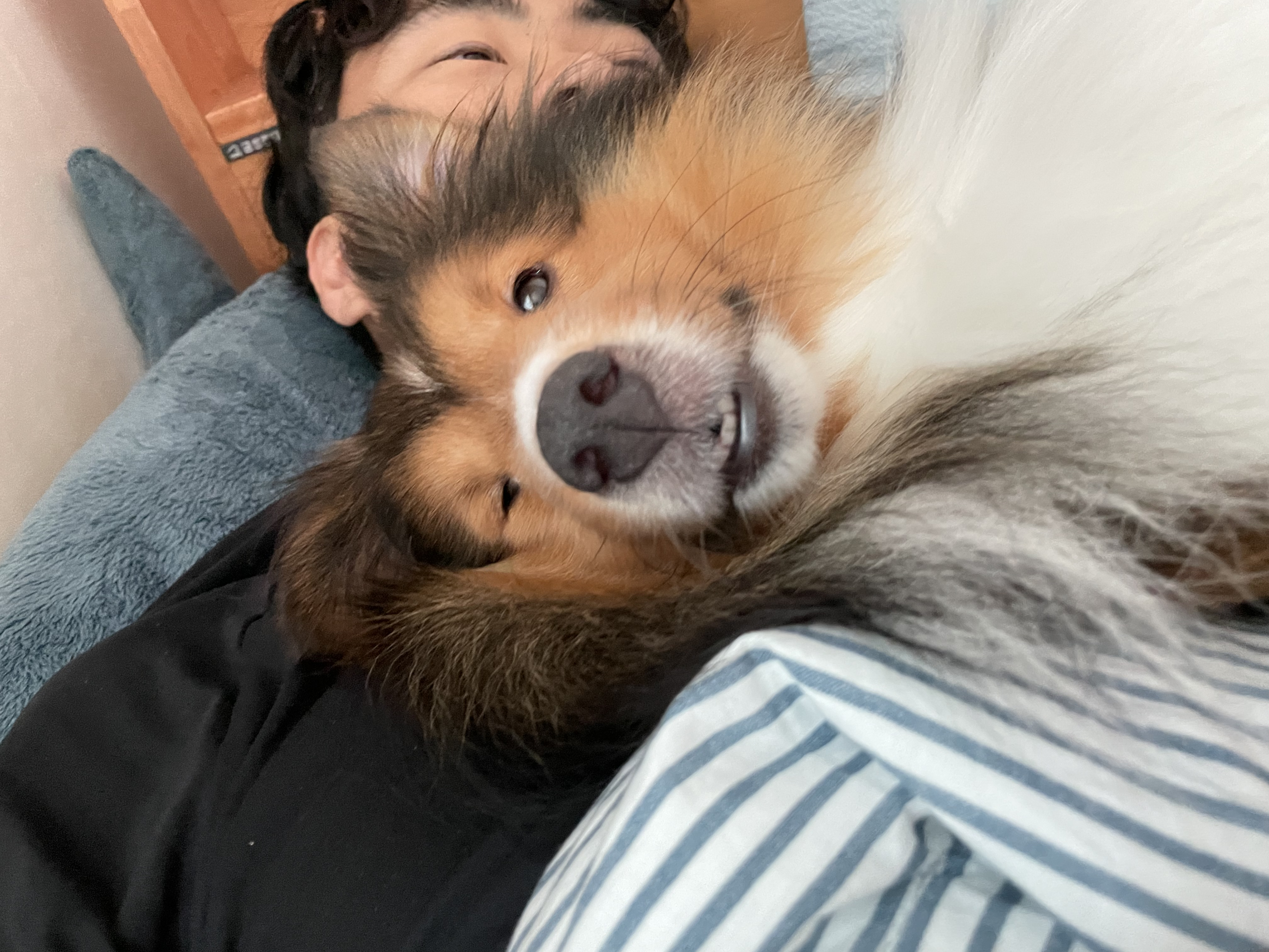 몽구의 입양 3달차 이야기