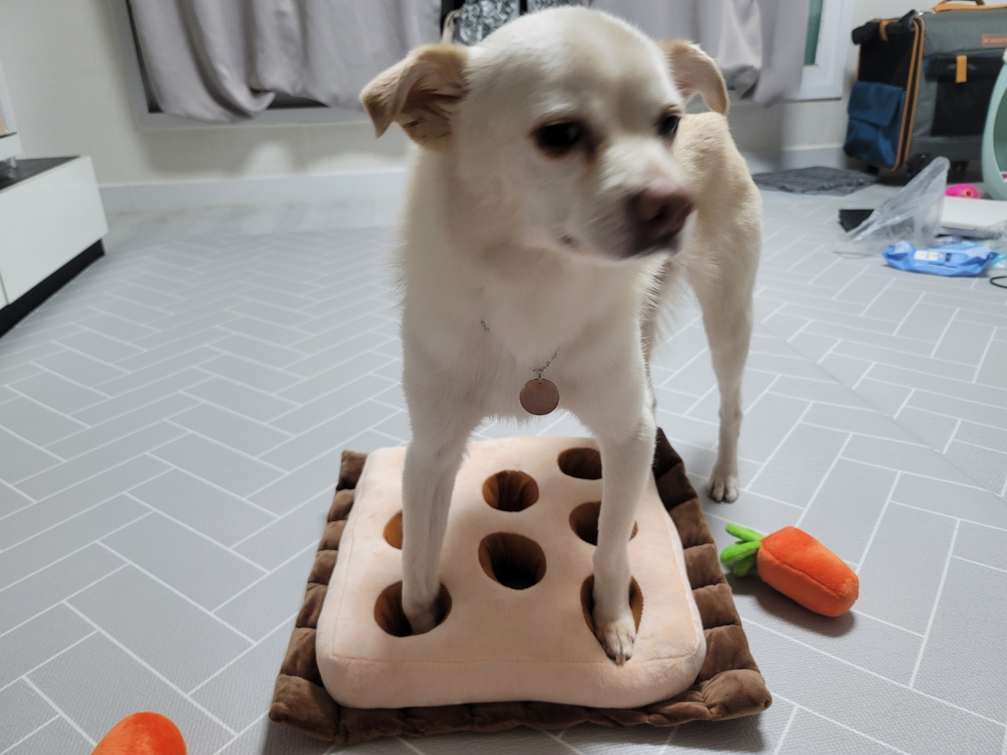 호두(데이지) 입양 한달후 이야기