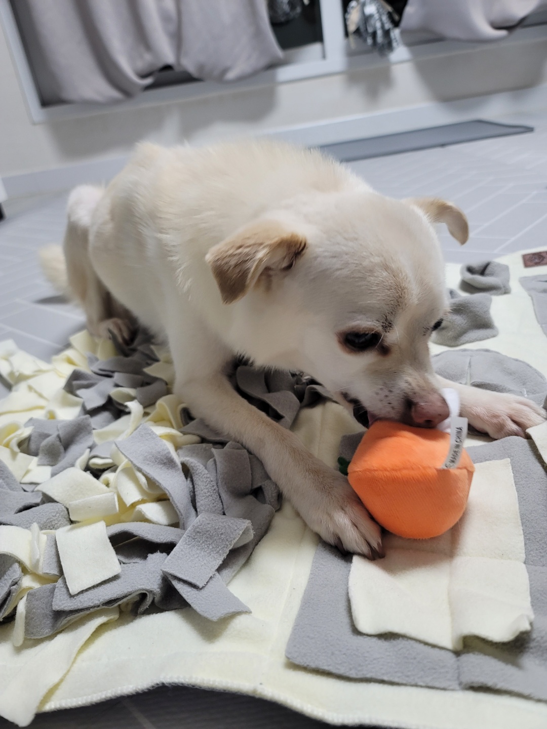 호두(데이지) 입양 한달후 이야기