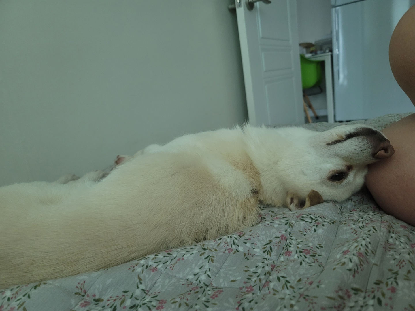 호두(데이지) 입양 한달후 이야기