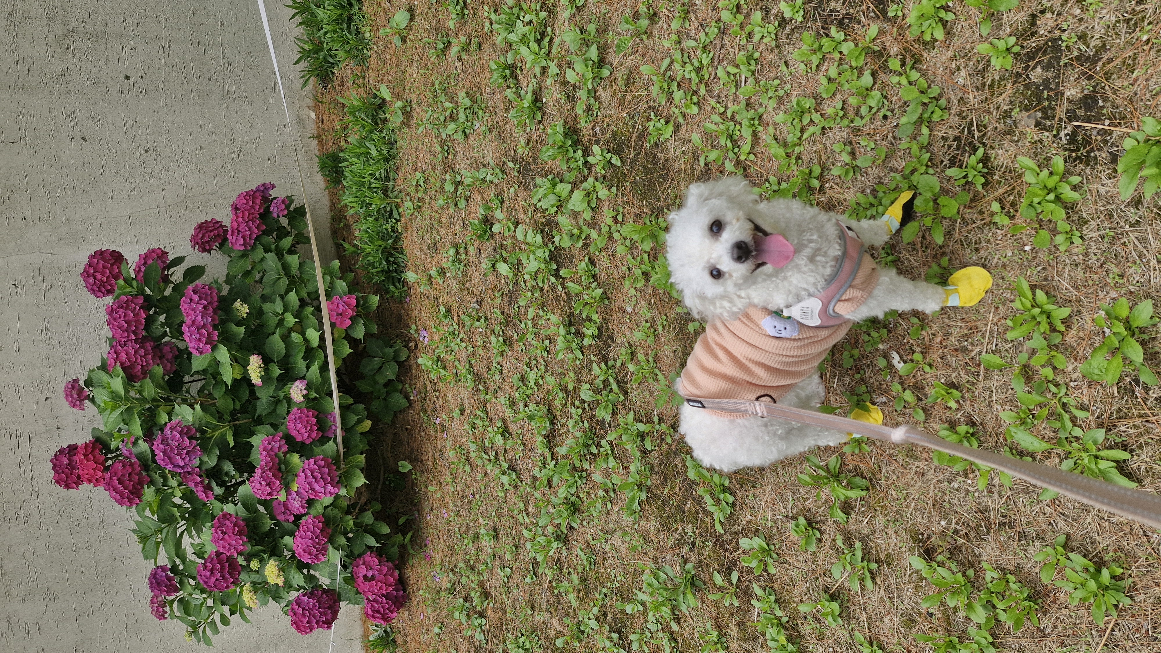 루아(구 양양이)가 가족이 된지 2년 되었어요.