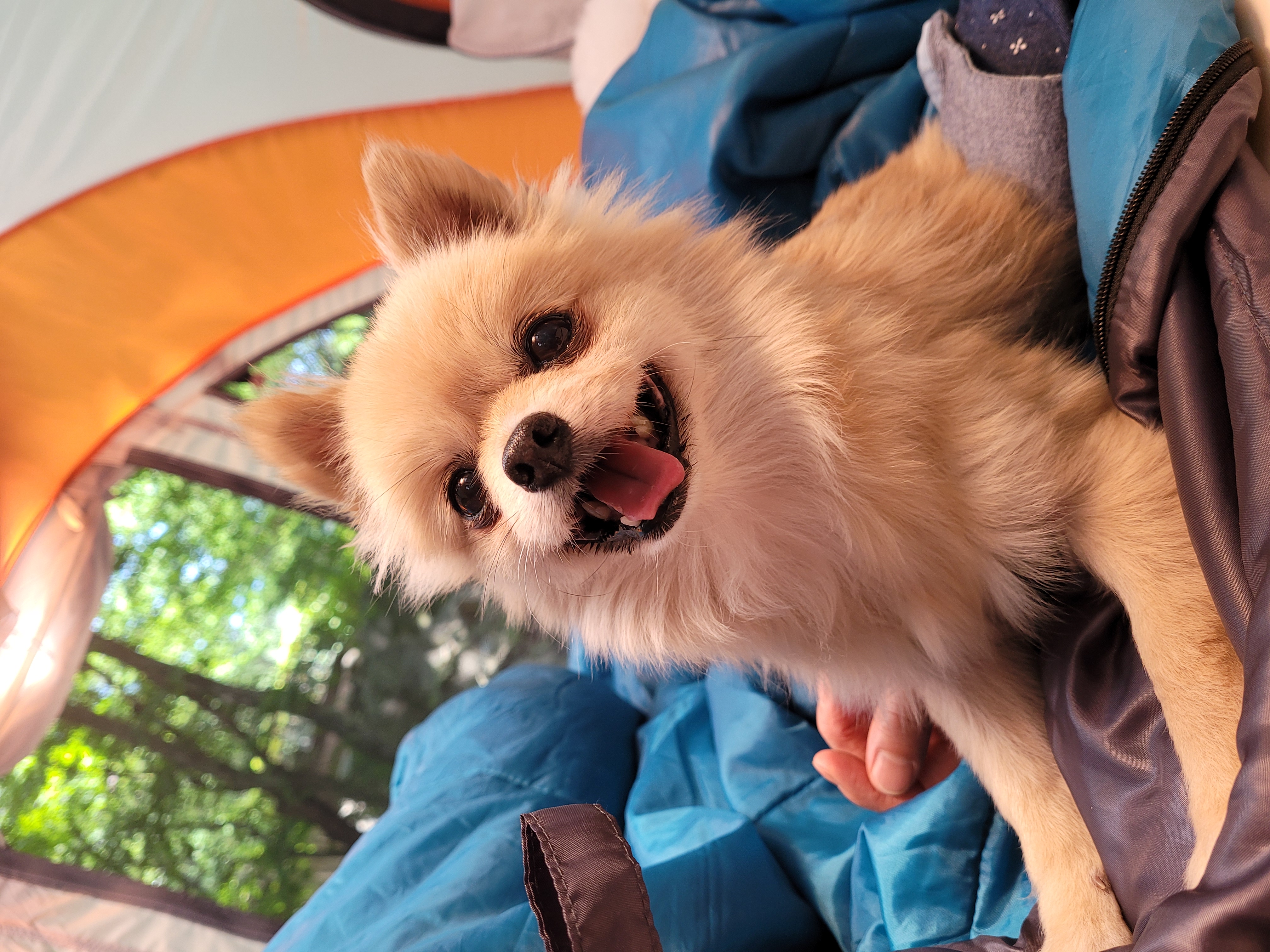 곤지암28(밤톨이) 호강이 입양 3개월 후기