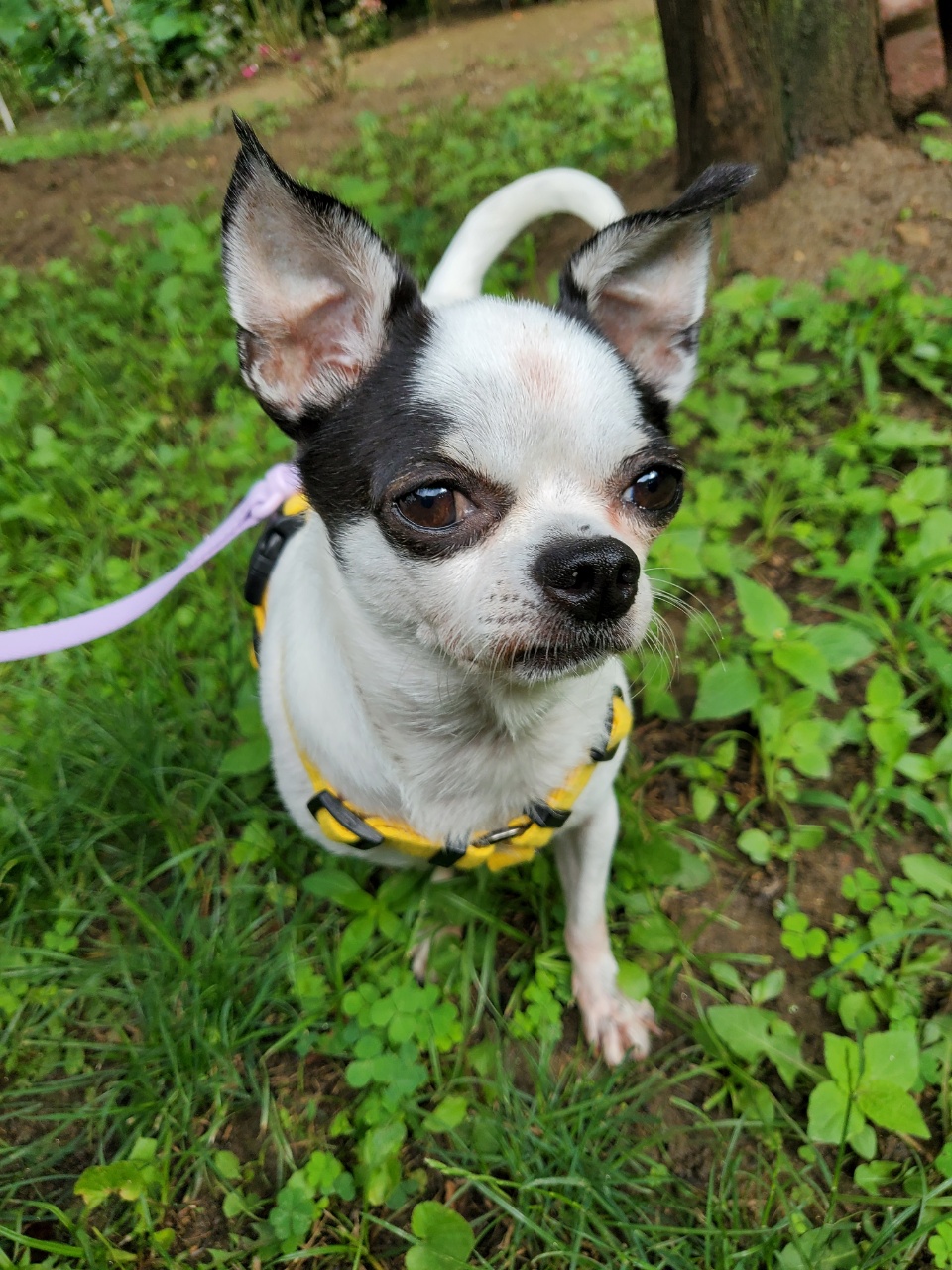 방울이(사곤이)입양 일주일되었습니다.